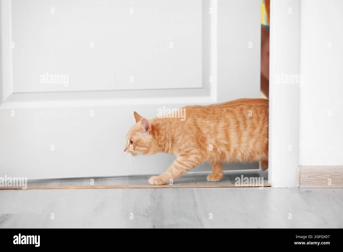 Curious cat entering room Stock Photo Alamy