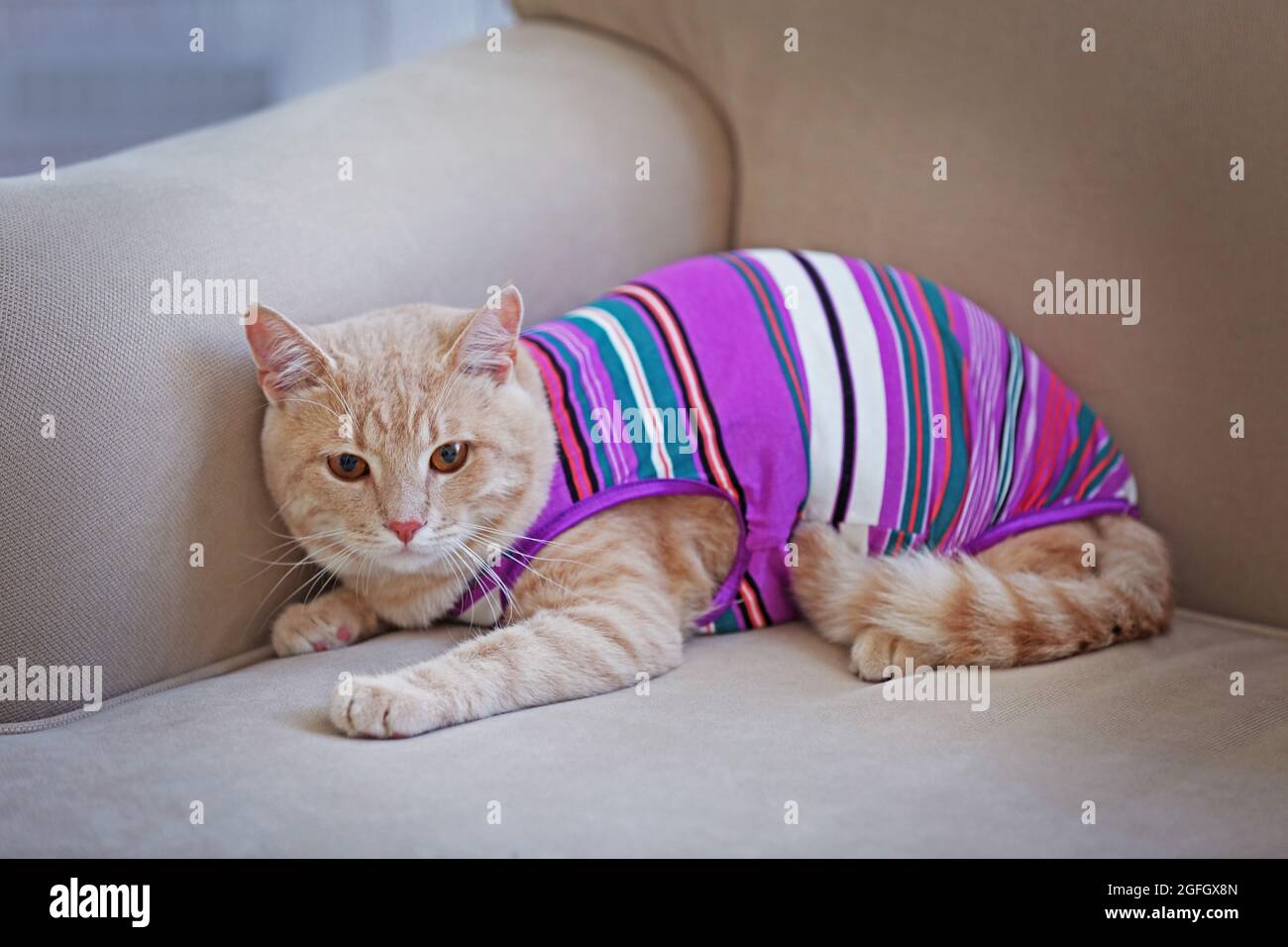 Funny cat in clothes on coach Stock Photo - Alamy