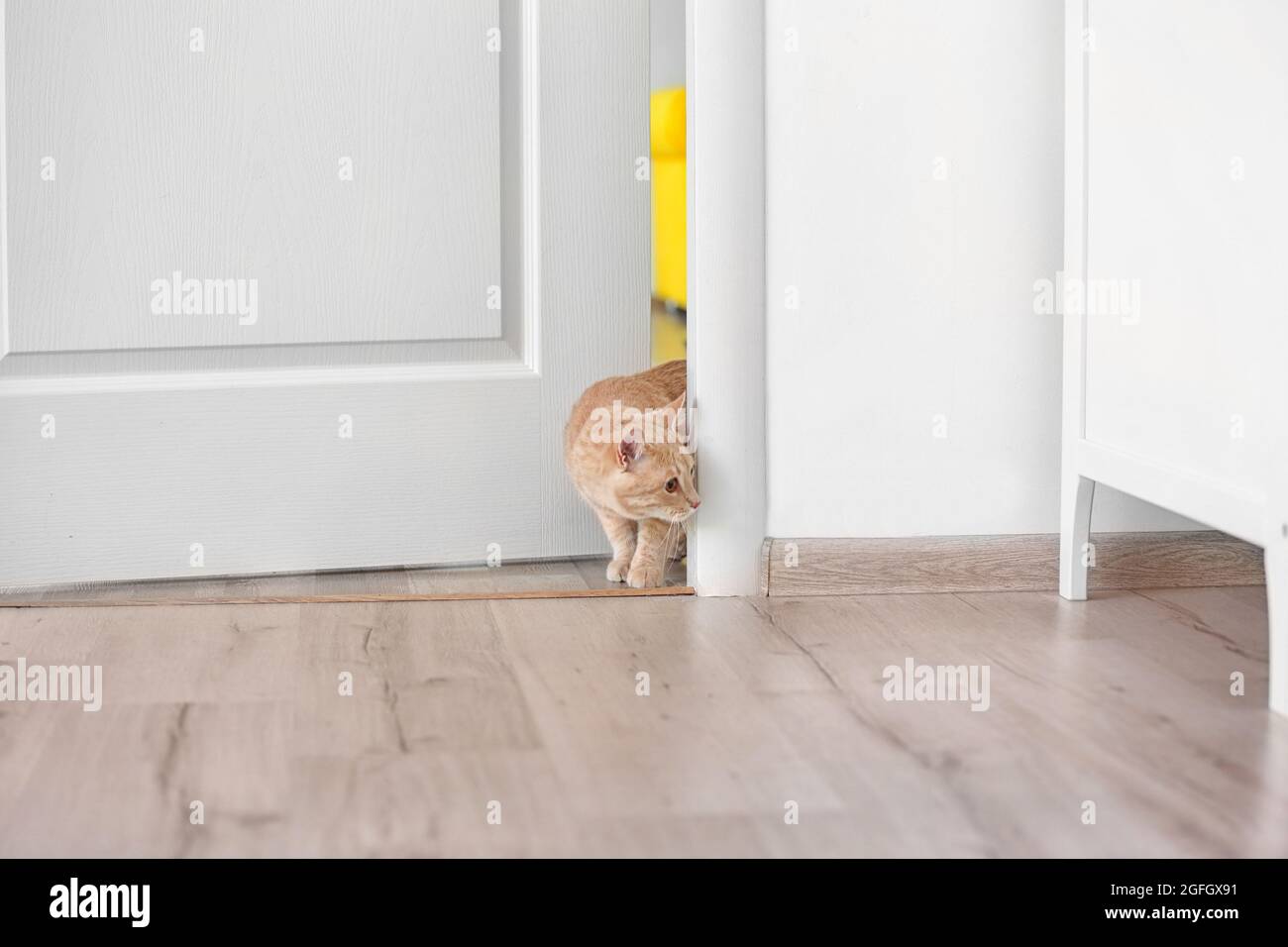 Curious cat entering room Stock Photo Alamy