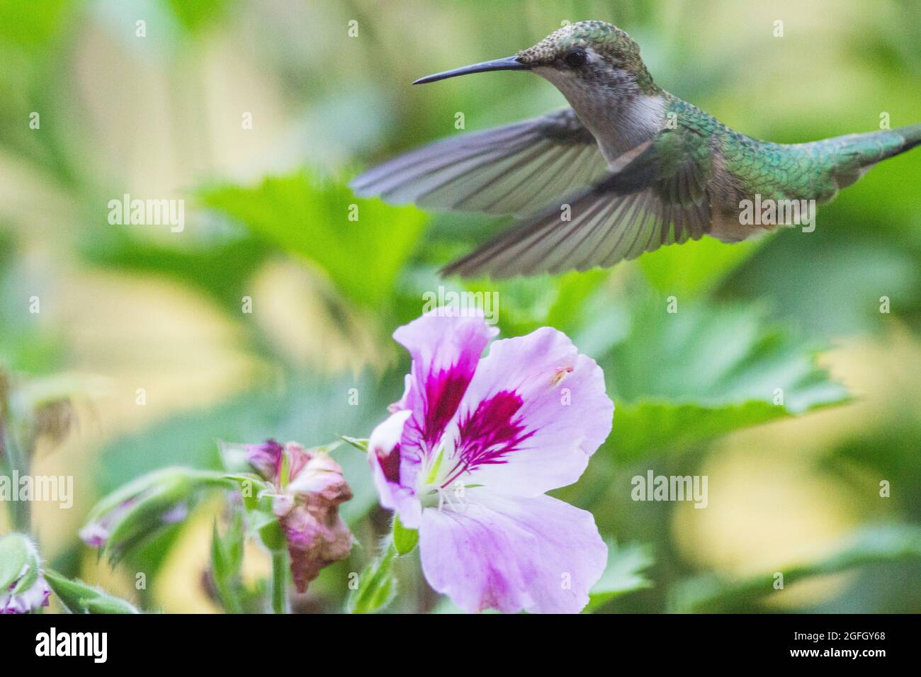 A ruby throated hummingbird flies over the flowers looking them over. A fast action freeze frame picture with wings extended. Close up photography. Stock Photo