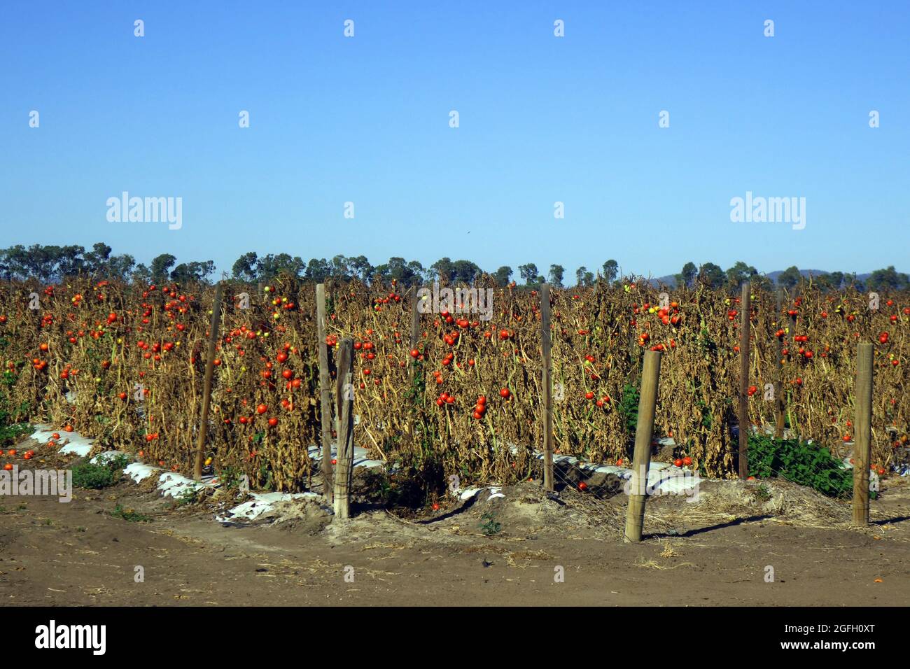 Fields of ripe unpicked tomato fruits on shrivelled vines, Bowen, Queensland, Australia. No PR Stock Photo
