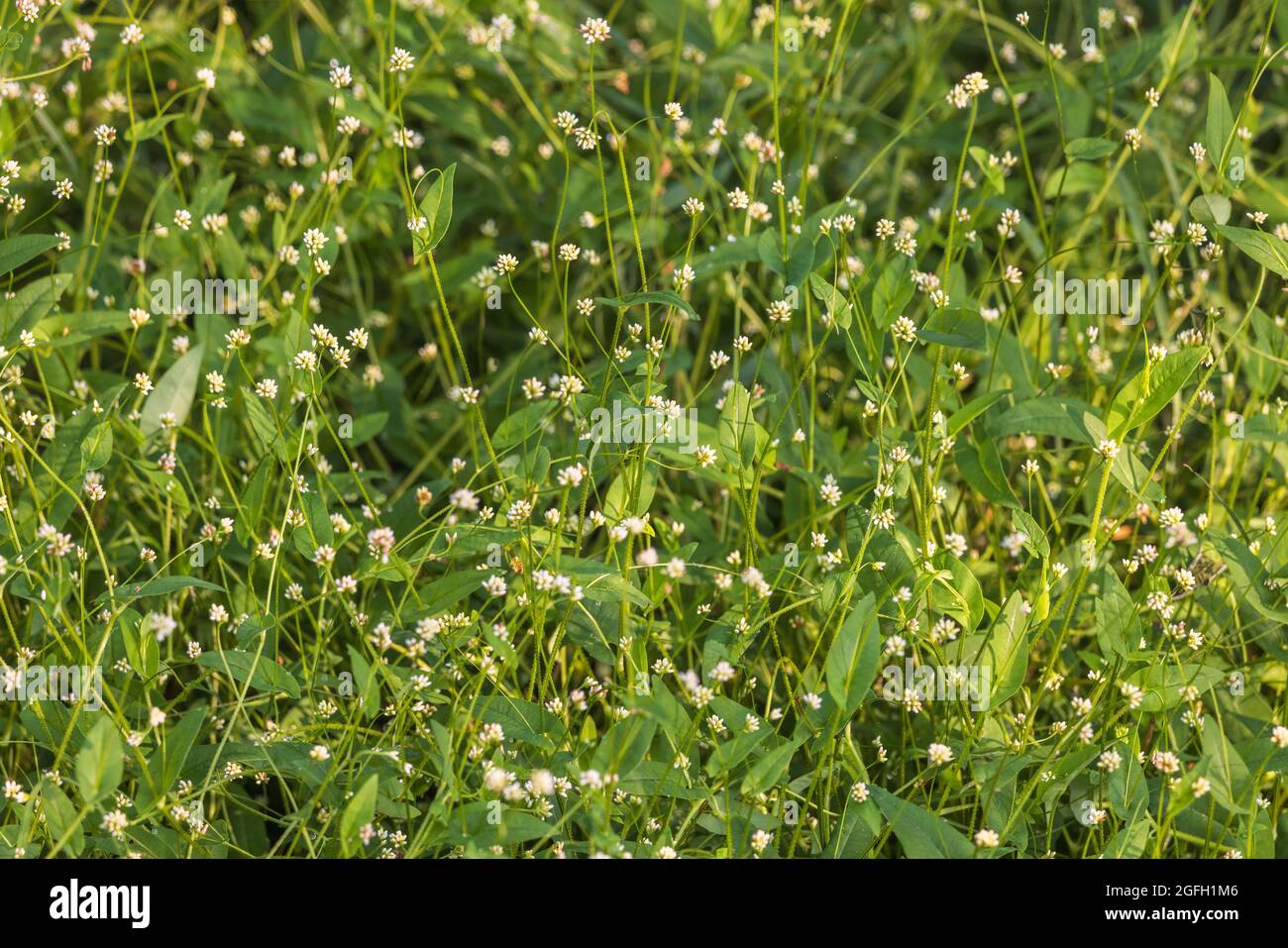 Arrow-leaved tearthumb growing in northern Wisconsin. Stock Photo