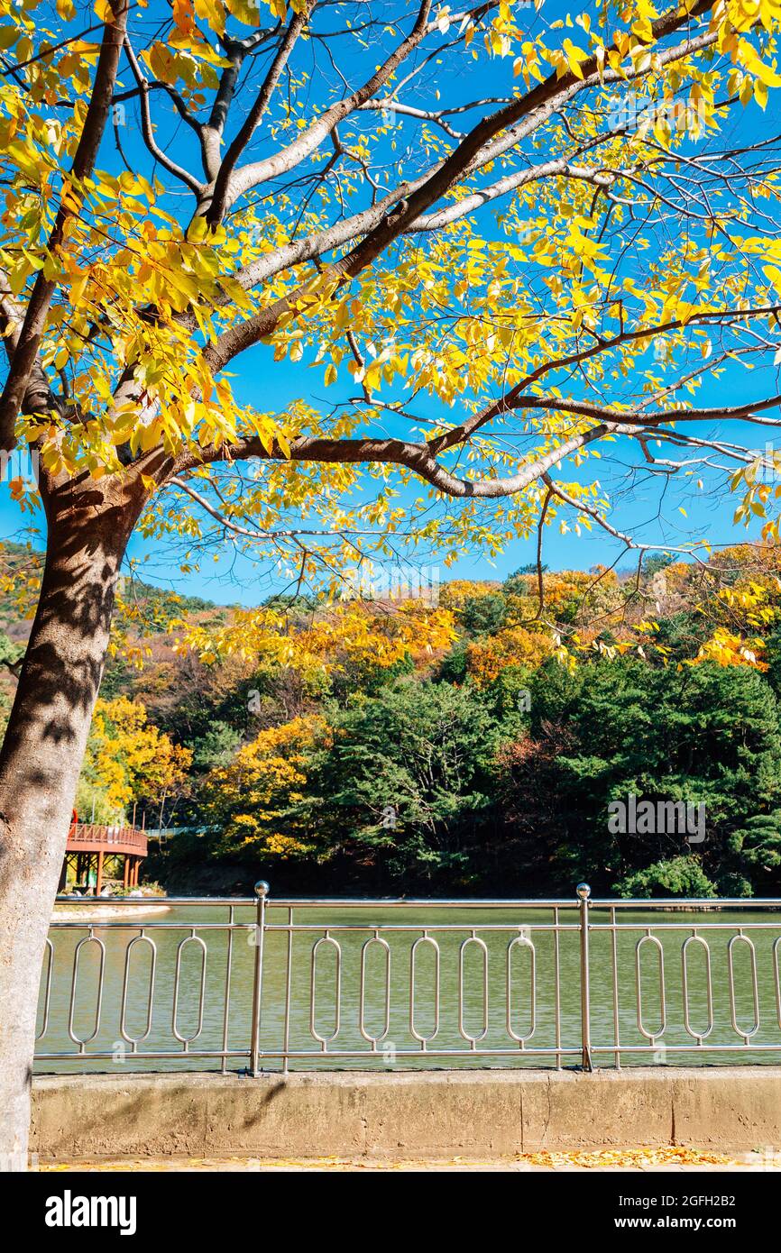 Autumn of Busan Children's Grand Park in Busan, Korea Stock Photo - Alamy