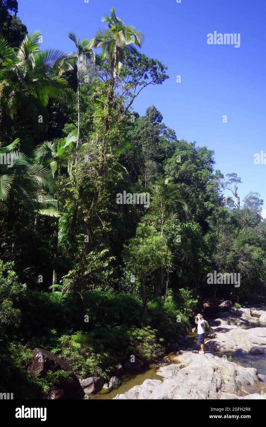 Hiker crossing creek, Finch Hatton Gorge section, Eungella National Park, near Mackay, Queensland, Australia. No MR Stock Photo