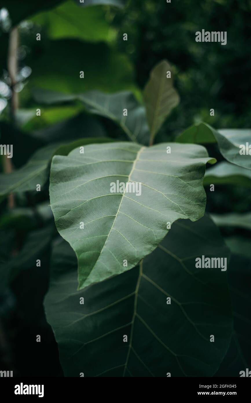 Close up teak tree leaves with green forest background Stock Photo
