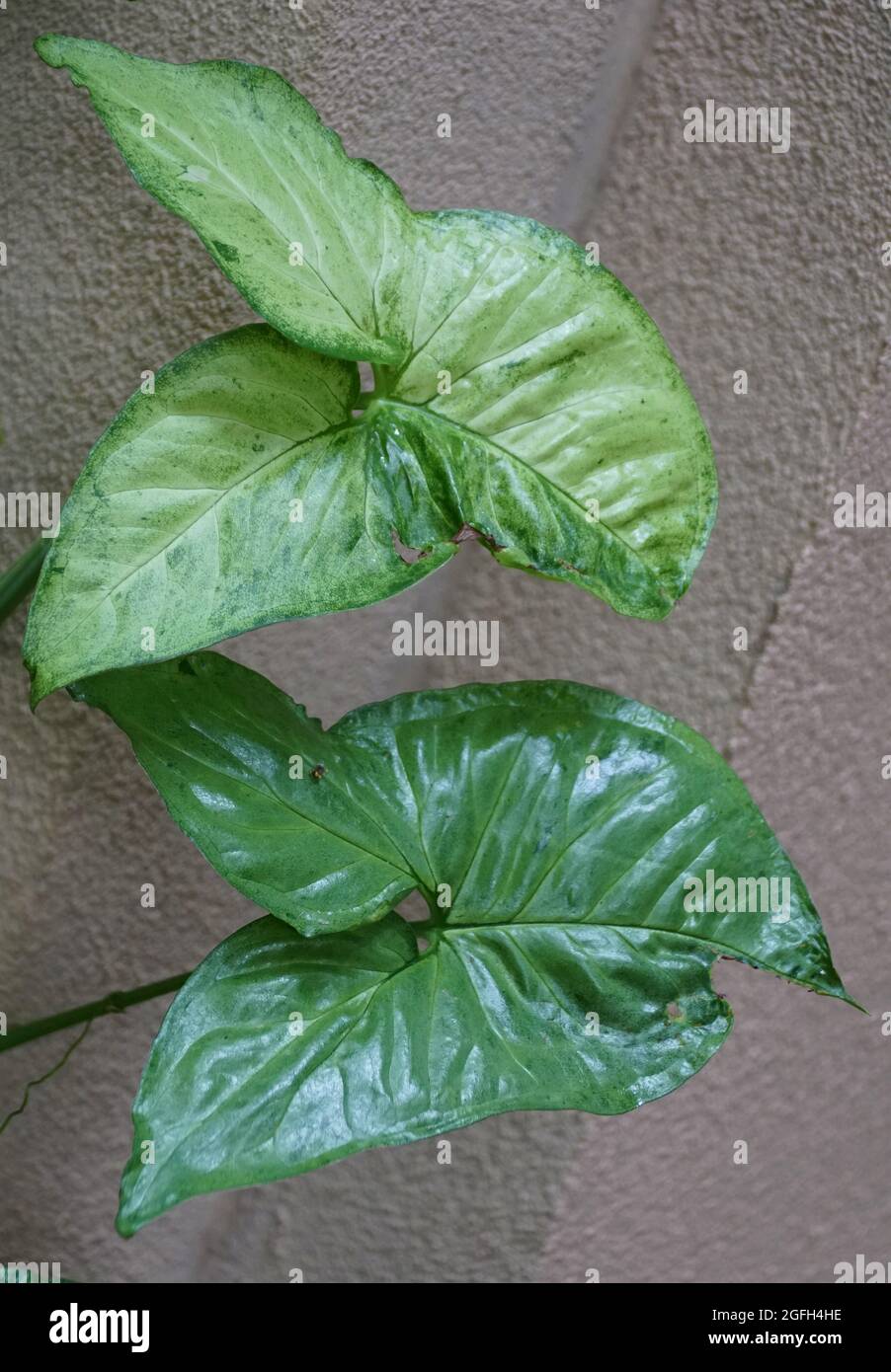 Green leaves of Jade-Vine with scientific name Strongylodon Macrobotrys Stock Photo