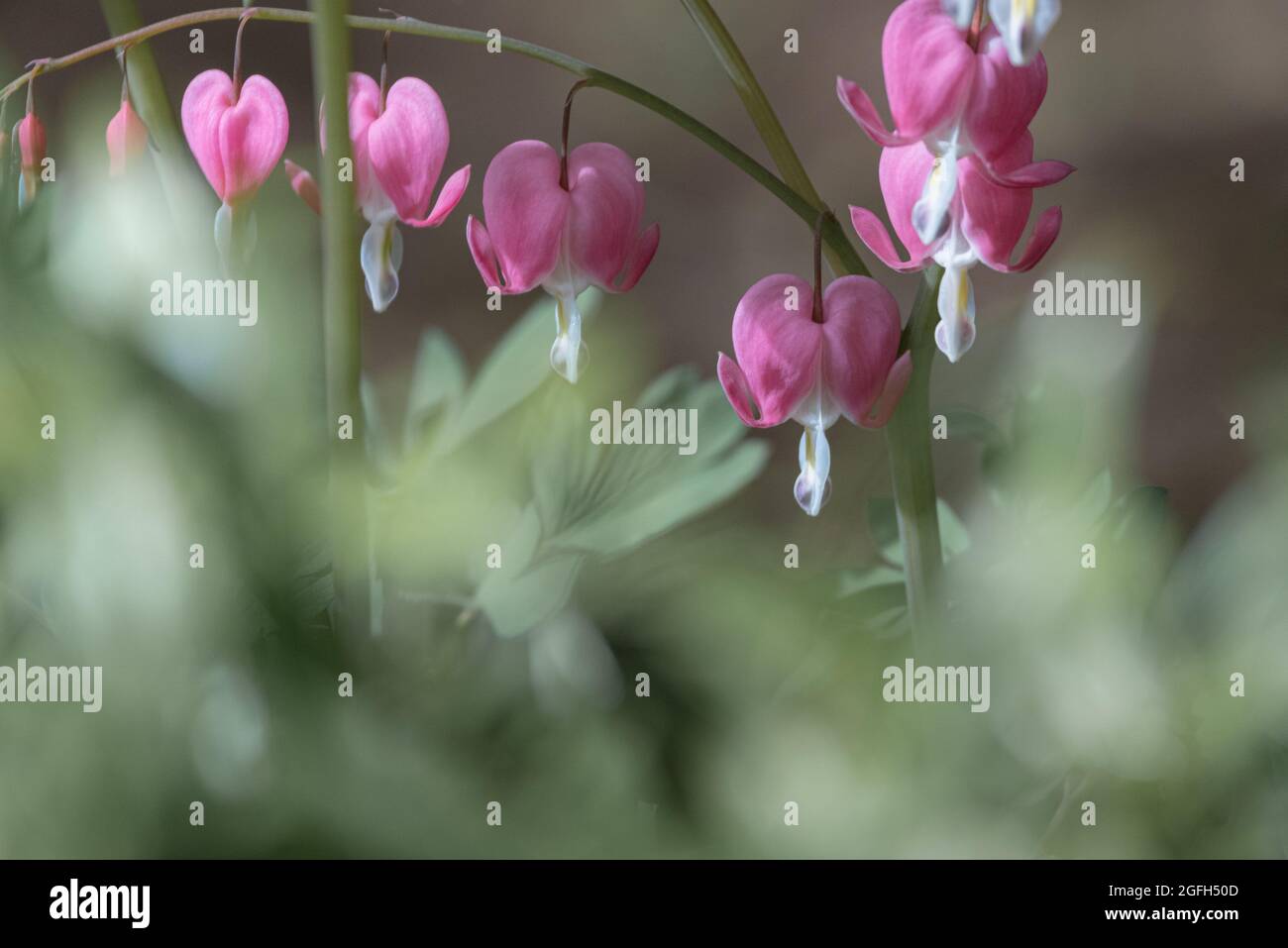 Selectively focused soft delicate blooming bleeding heart flowers and green garden foliage Stock Photo