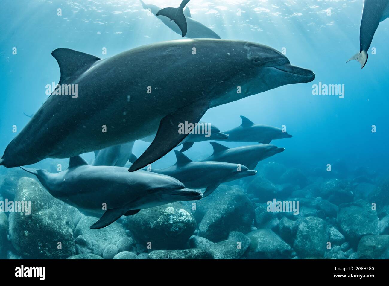 Dolphins inhabiting Mikurajima in Tokyo, Japan Stock Photo