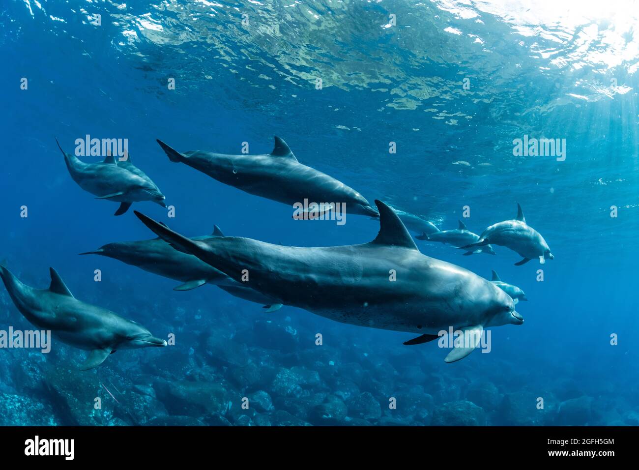 Dolphins inhabiting Mikurajima in Tokyo, Japan Stock Photo
