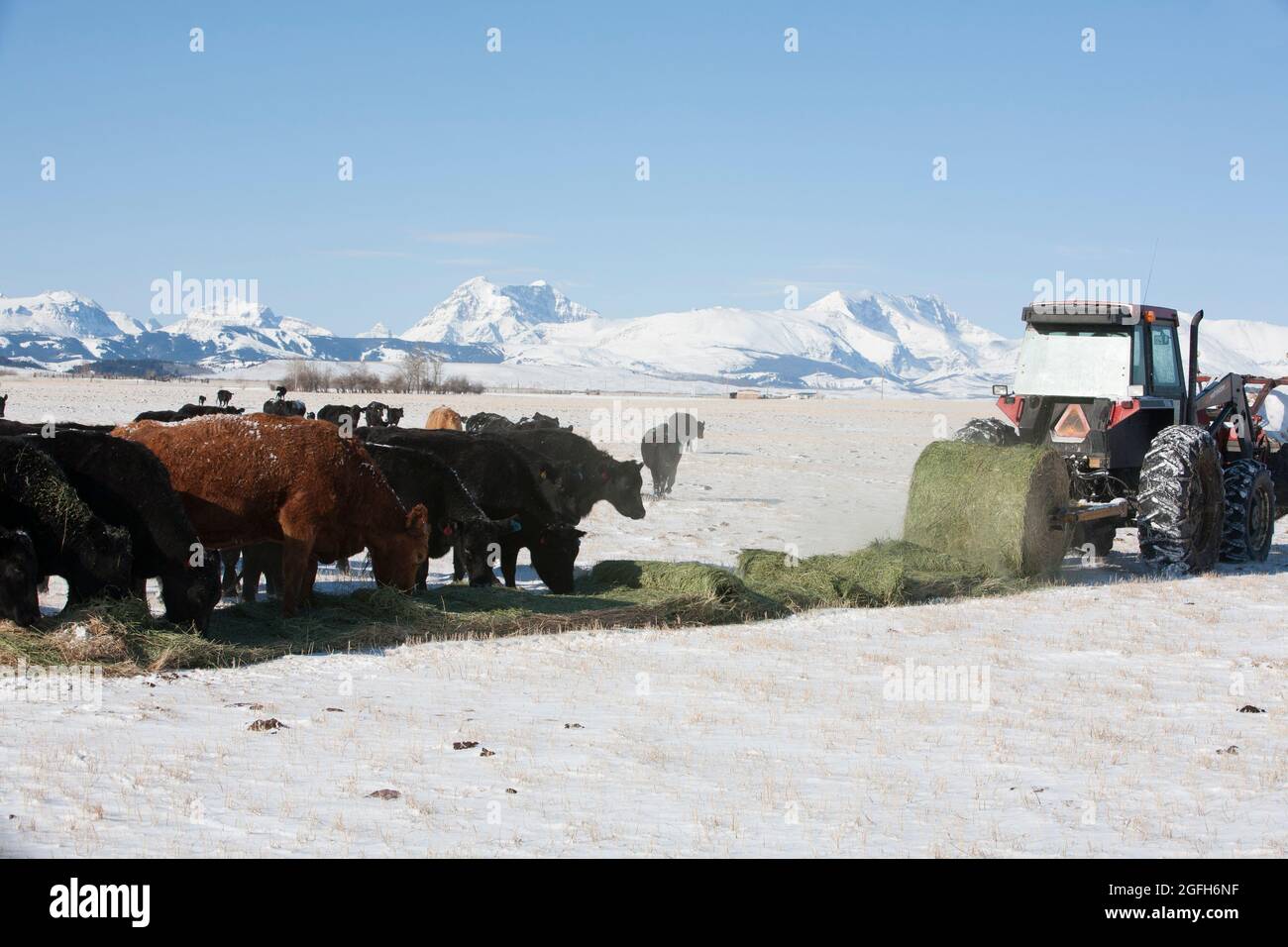 Black Angus cattle swarm over a path of hay rolled out across a snowy field, Rocky Mountains in background. Stock Photo