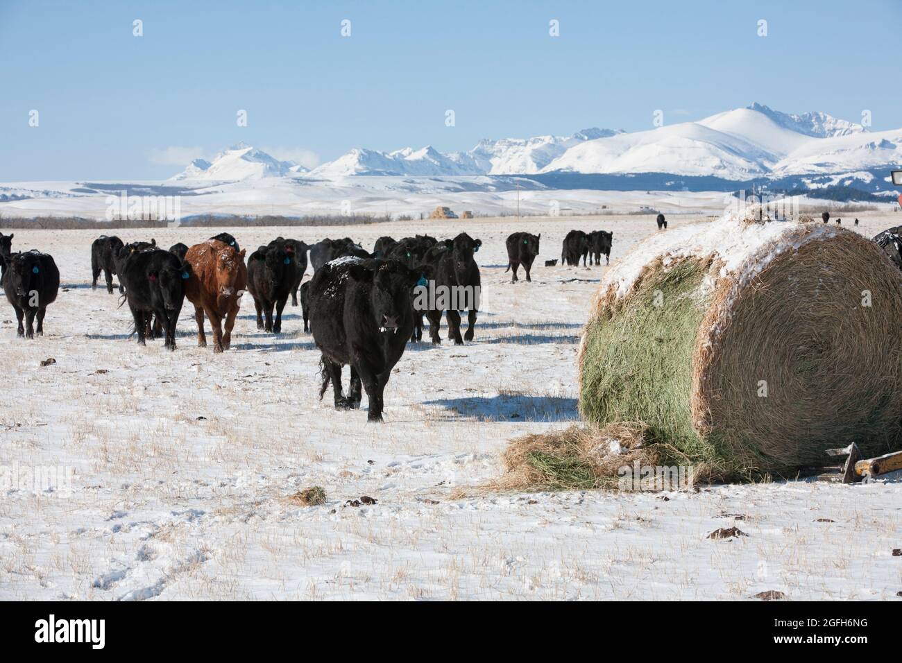Black Angus cattle stream towards a bale of hay on a snowy day. Rocky Mountains in background. Stock Photo