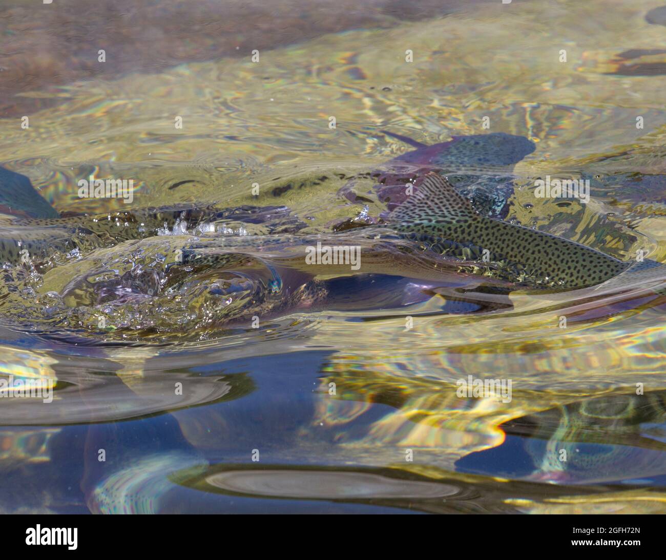 Fish pellets scattered on the surface of the show pond start a feeding