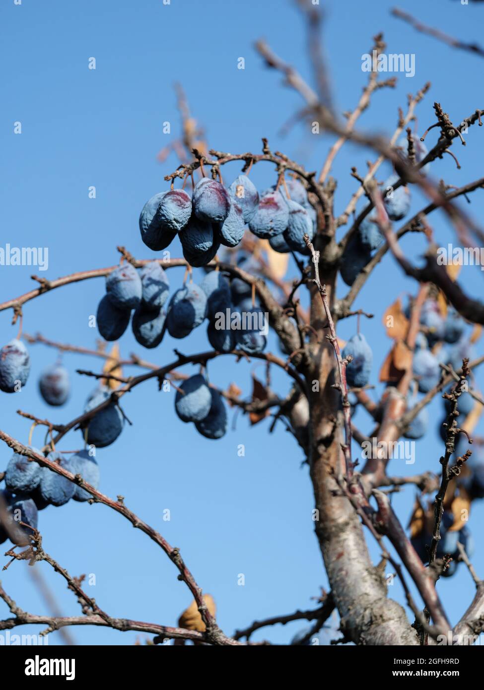 The blue plums have dried up on the branches. Disease of trees, loss of
