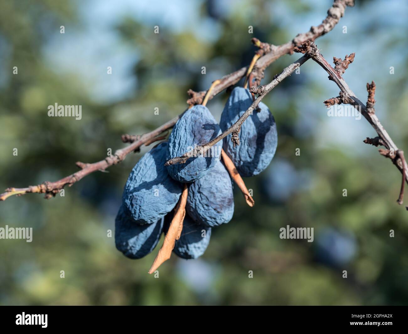 The blue plums have dried up on the branches. Disease of trees, loss of
