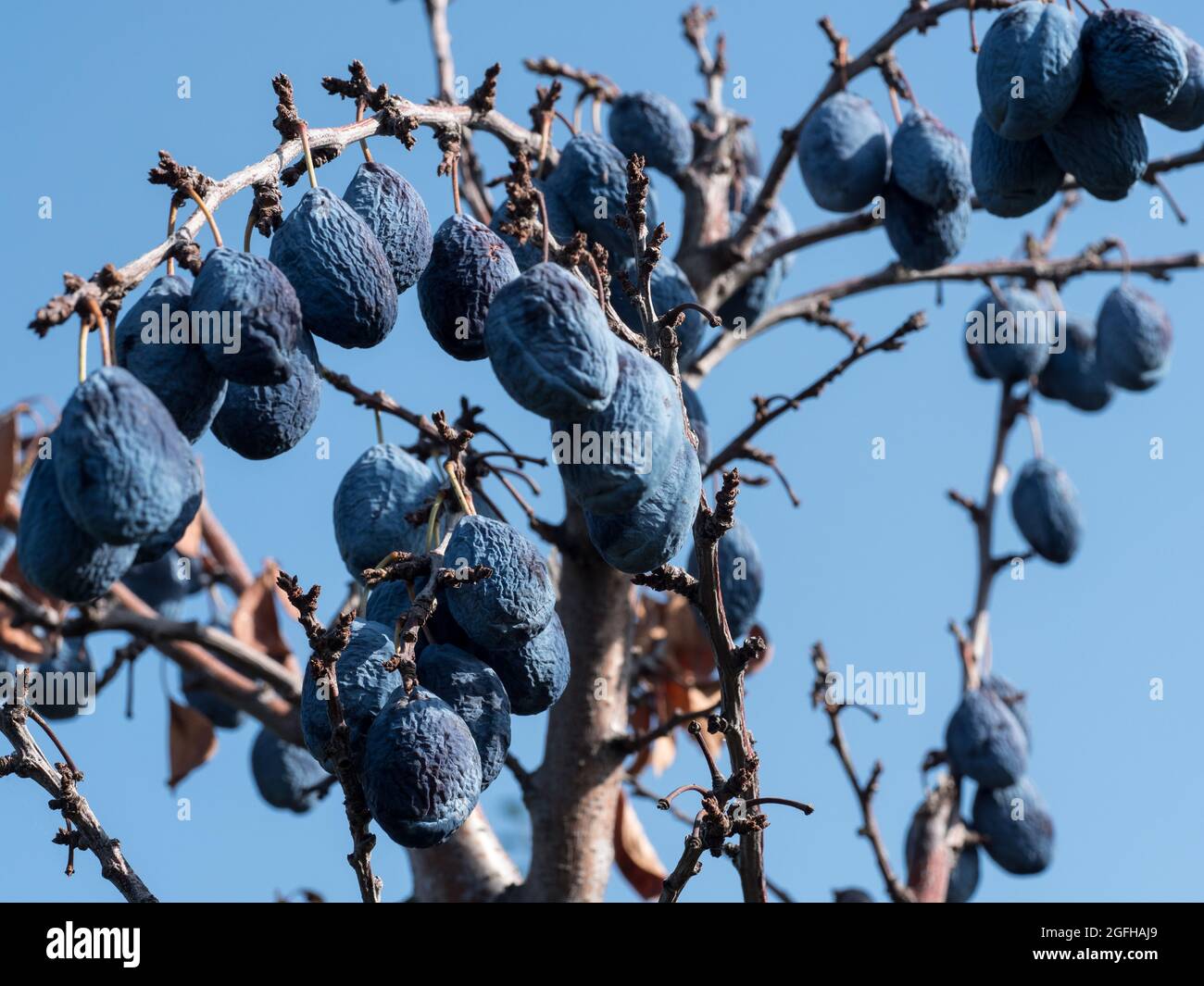 The blue plums have dried up on the branches. Disease of trees, loss of