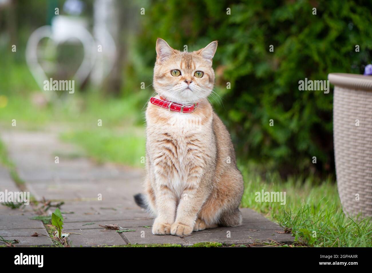 British female cat of golden chinchilla color sitting  on a street walkway Stock Photo