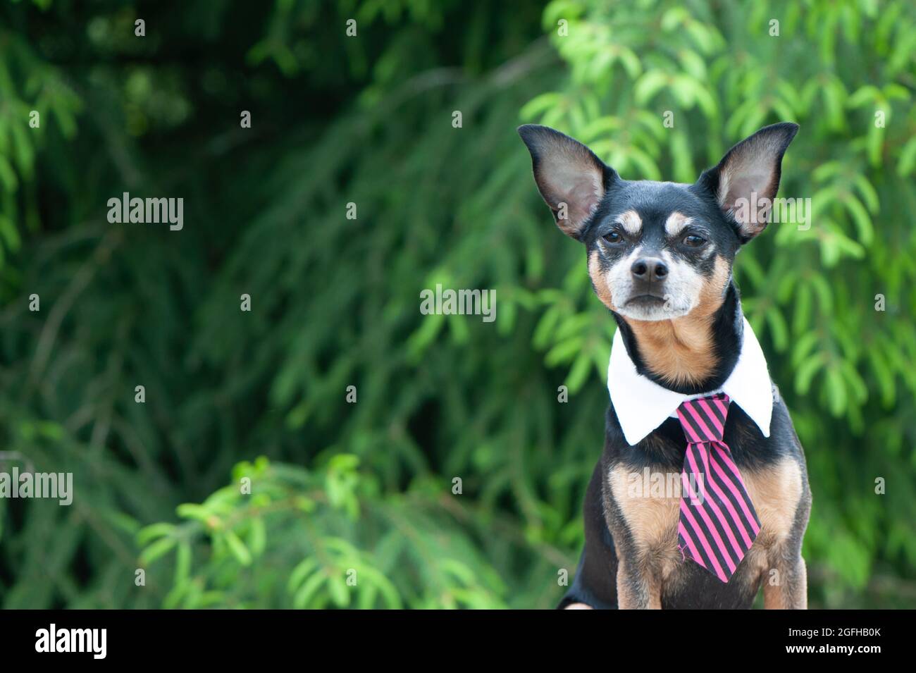 Dog in a tie behind a workplace outdoors, theme of workplace harmony, the topic of distant work Stock Photo