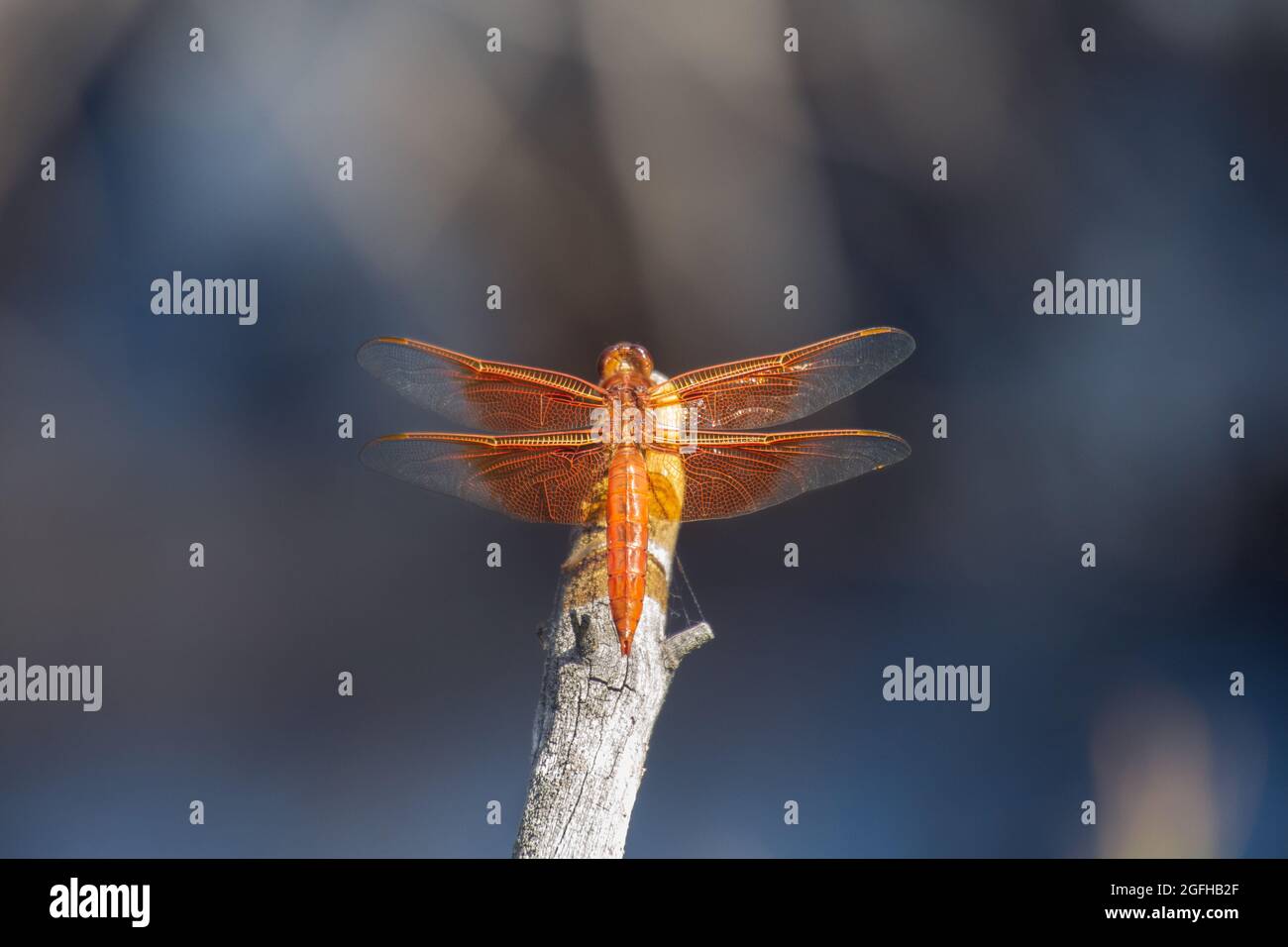 Perched dragonfly waiting for a meal to fly by. Stock Photo