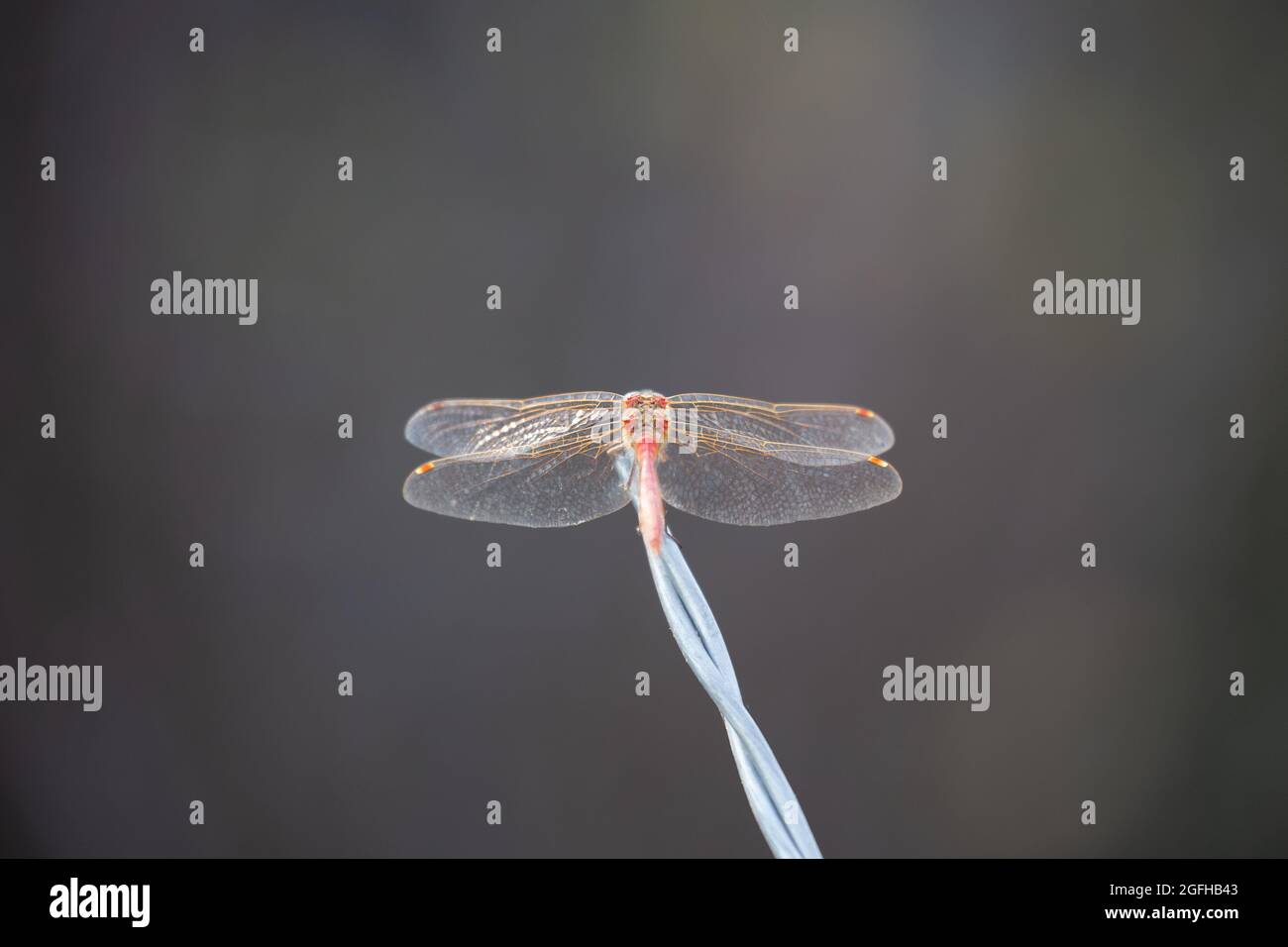 Perched dragonfly waiting for a meal to fly by. Stock Photo