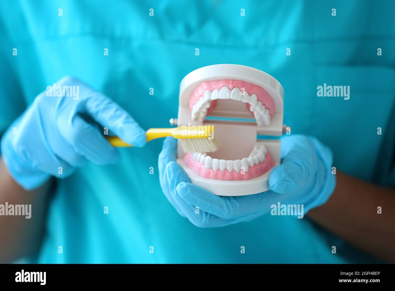 Female dentist cleaning dental jaw model with toothbrush Stock Photo Alamy