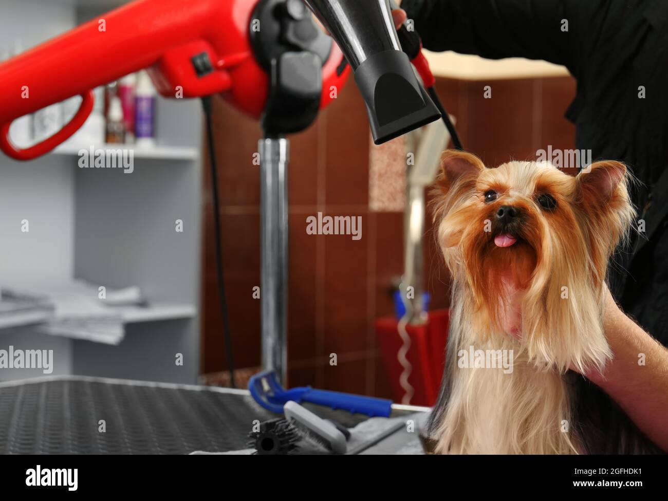 Canine hairdresser with Yorkshire dog in salon Stock Photo Alamy
