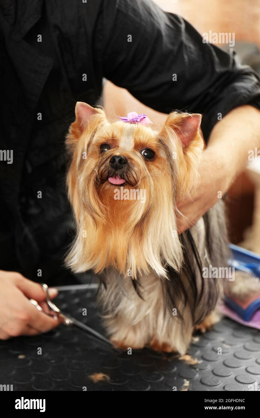 Canine hairdresser grooming dog in salon Stock Photo Alamy