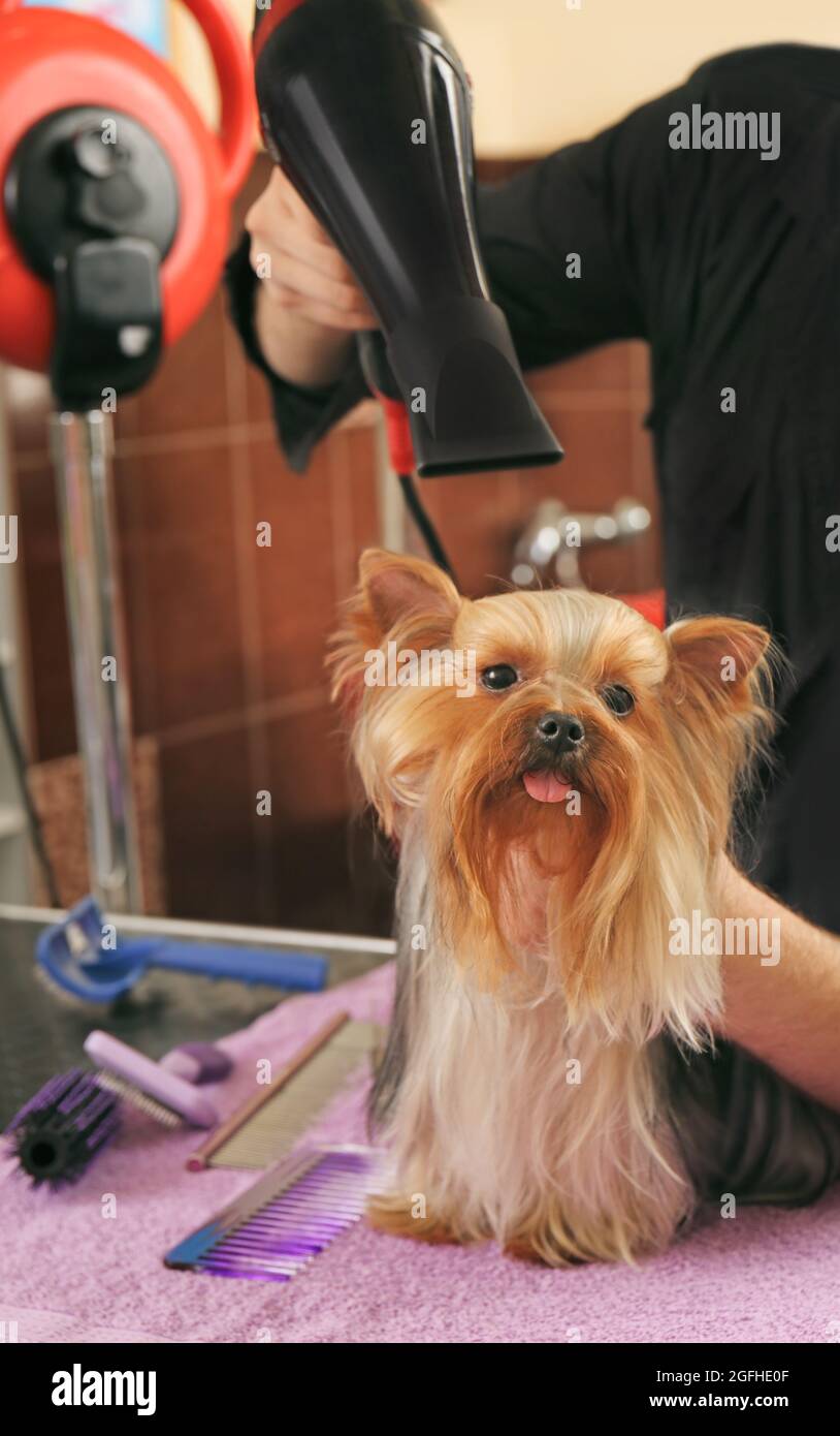 Canine hairdresser with Yorkshire dog in salon Stock Photo Alamy