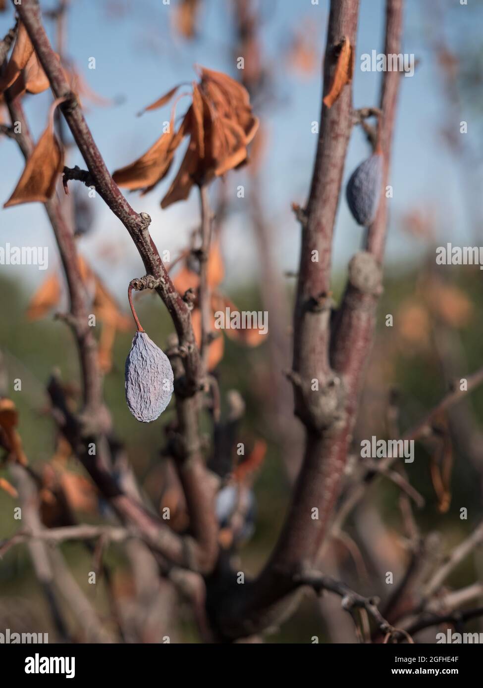 Plum tree disease hires stock photography and images Alamy
