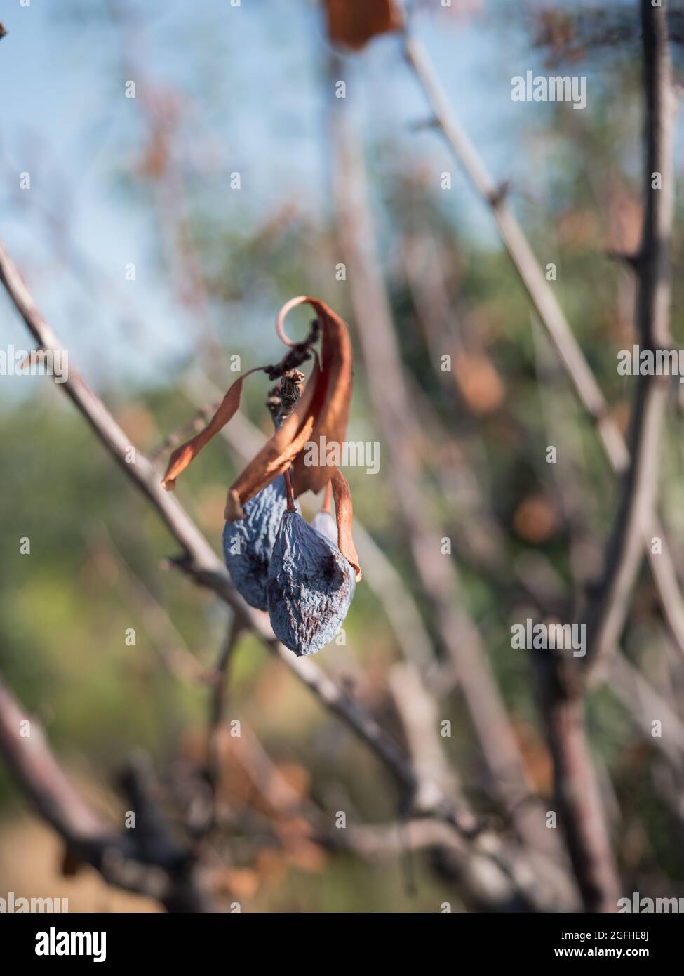 The blue plums have dried up on the branches. Disease of trees, loss of