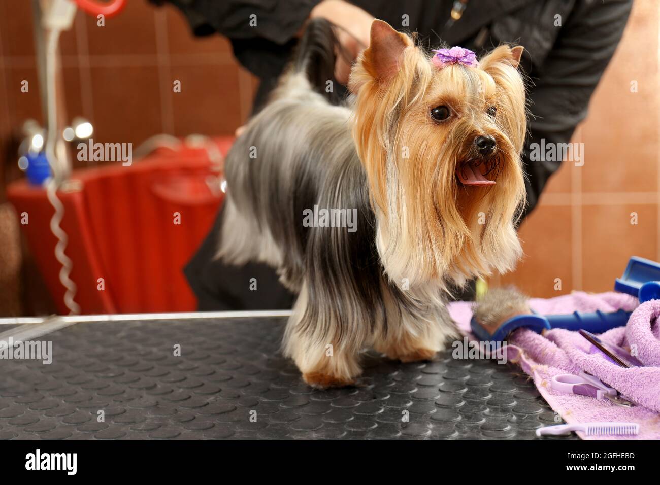 Canine hairdresser grooming dog in salon Stock Photo Alamy