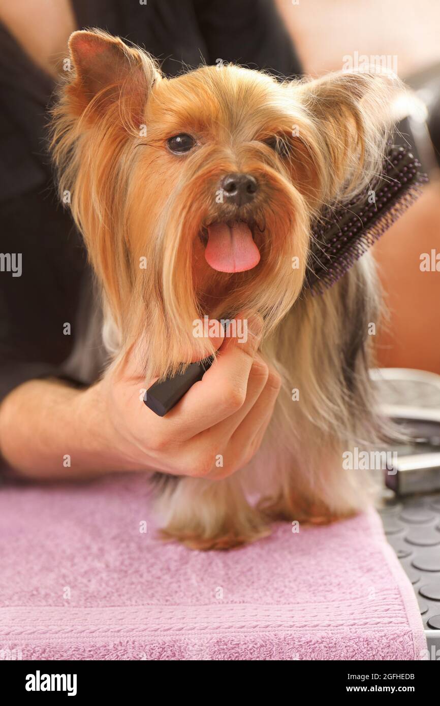 Canine hairdresser grooming Yorkshire dog in salon Stock Photo Alamy