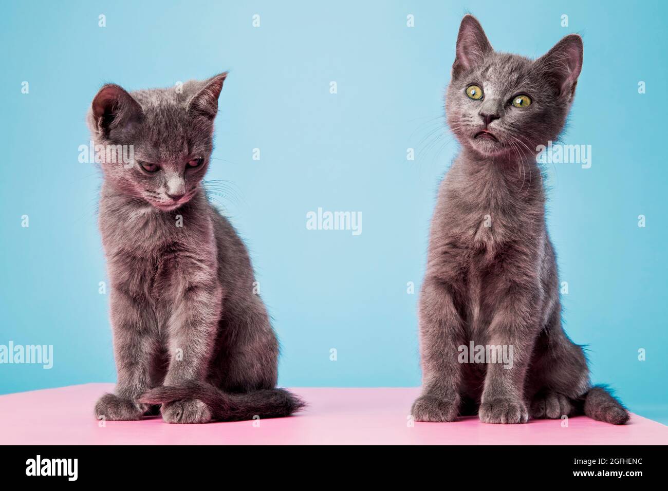 Two gray kittens sitting side-by-side on a studio backdrop with comical expressions. Stock Photo