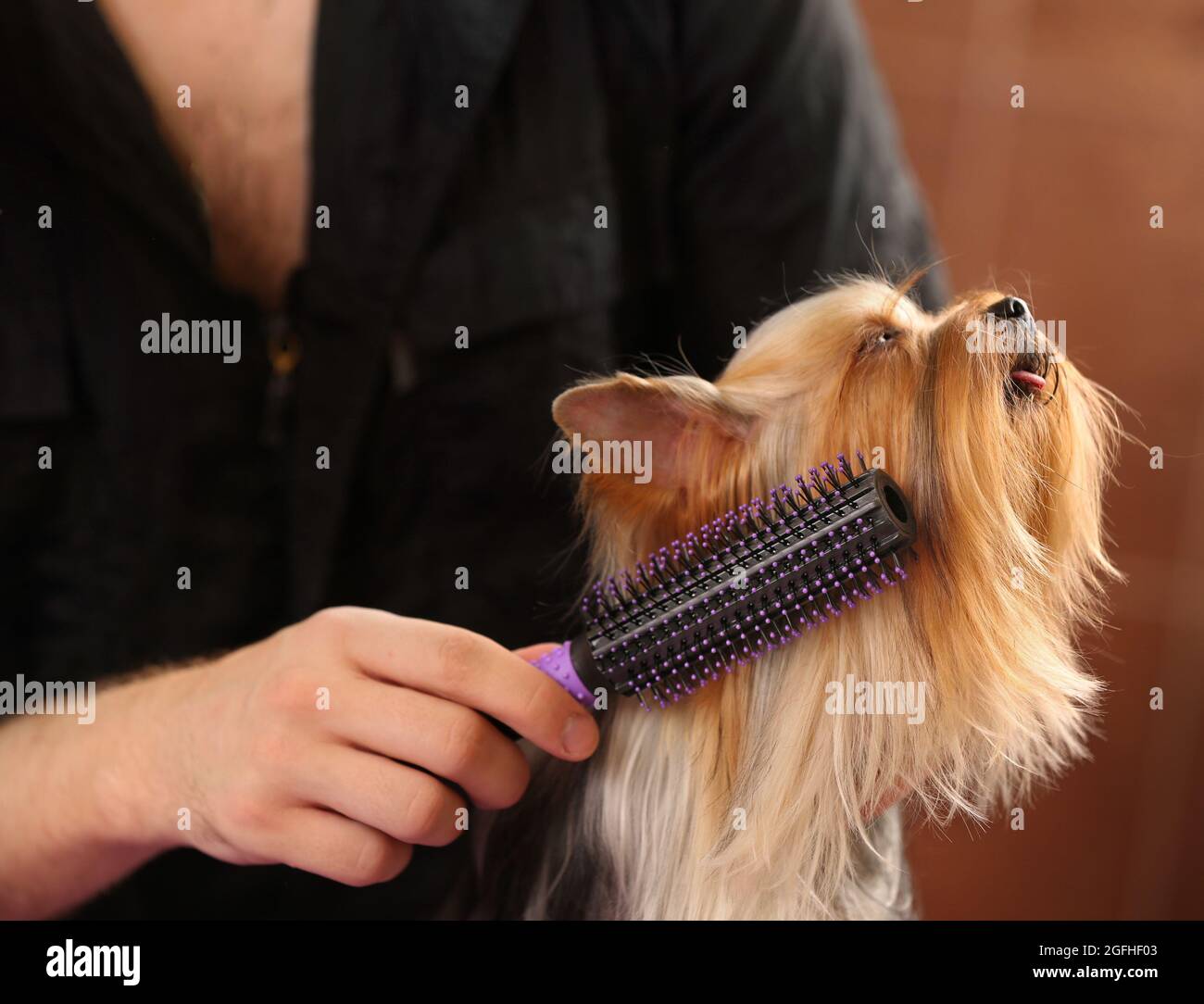 Canine hairdresser grooming Yorkshire dog in salon Stock Photo Alamy