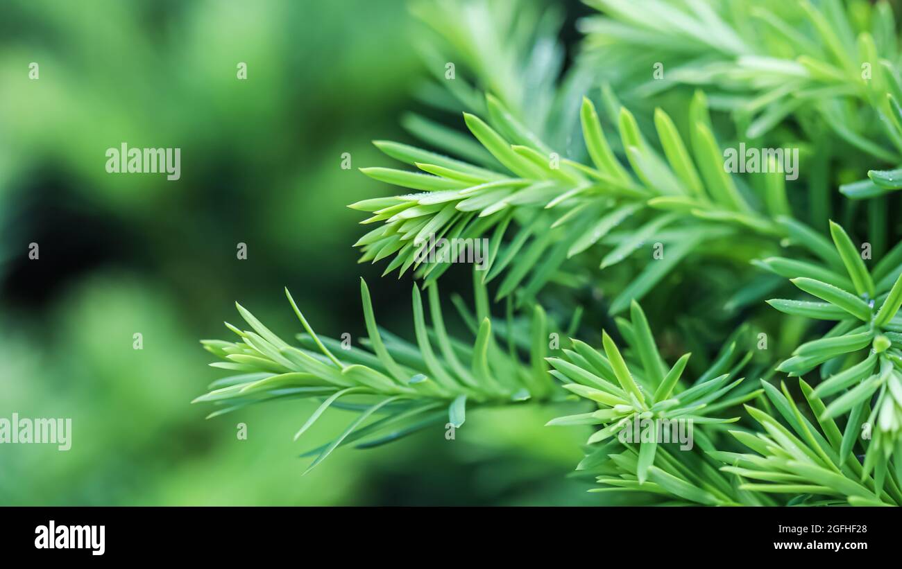 Texture, background, pattern of green growing branches of decorative coniferous evergreen Yew tree Taxus cuspidata. Natural backdrop Stock Photo