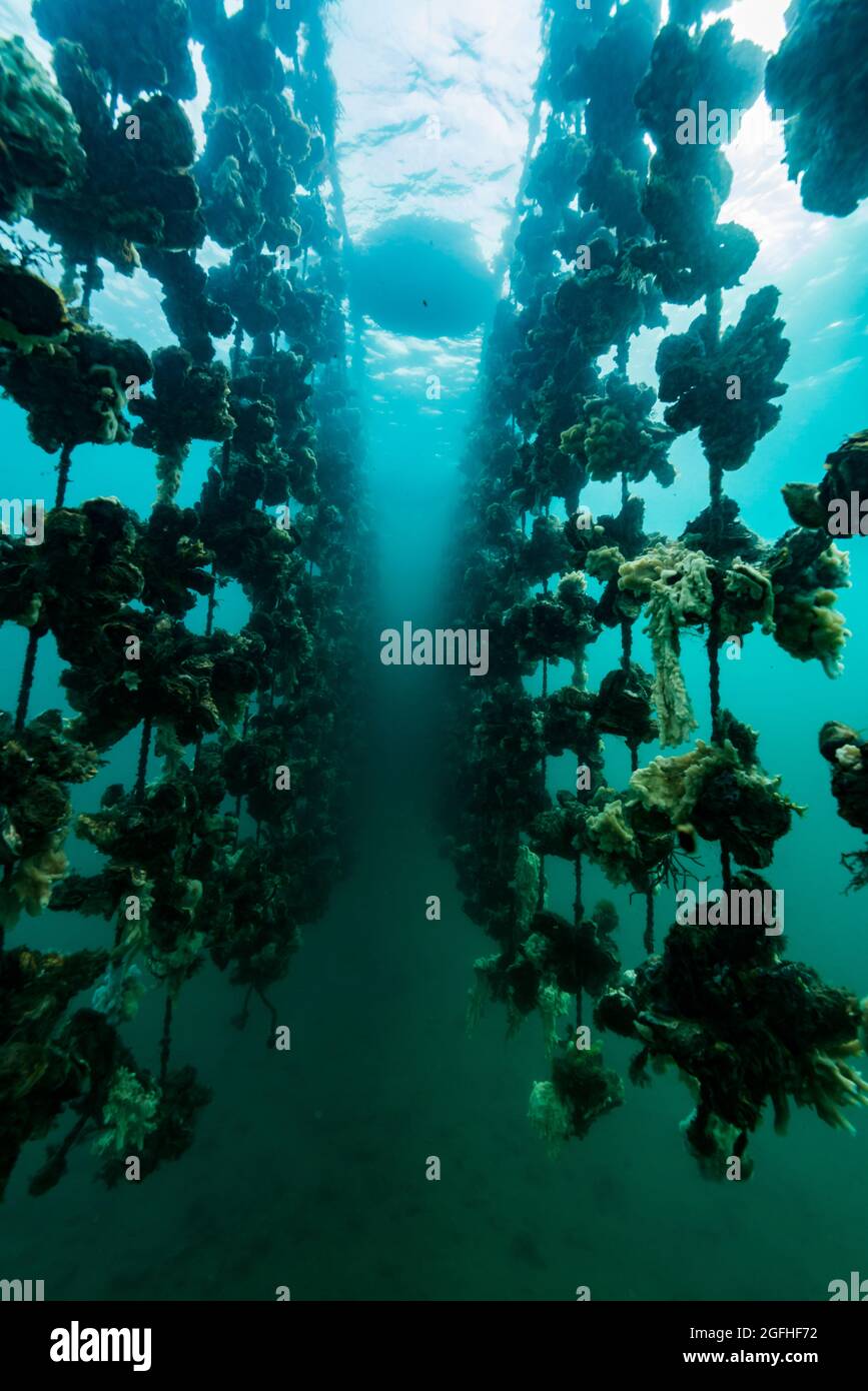Oyster farming underwater hires stock photography and images Alamy