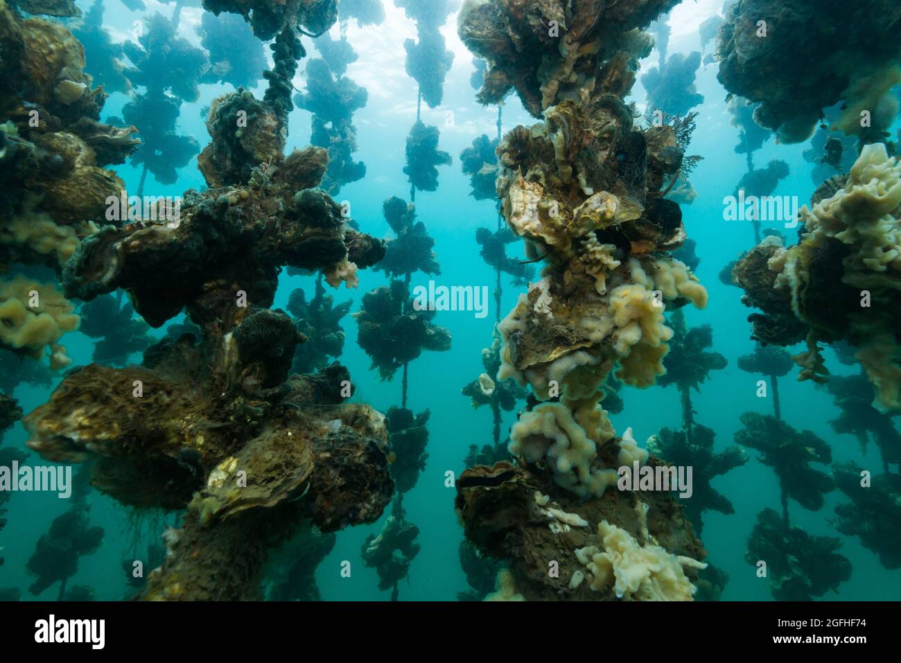 Oyster farming underwater hires stock photography and images Alamy