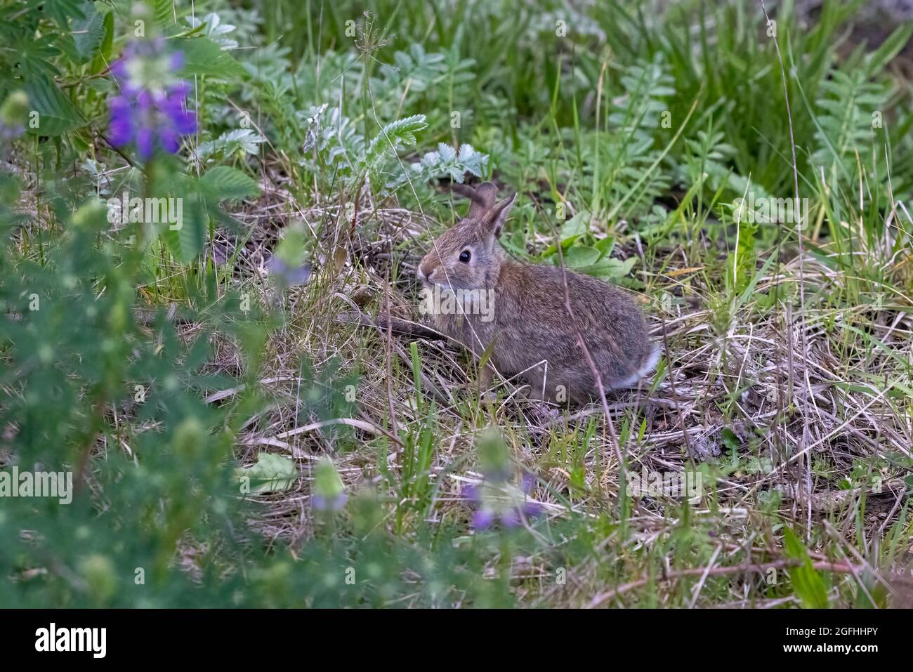 small brown bunny rabbit sitting in weedy patch in spring Stock Photo