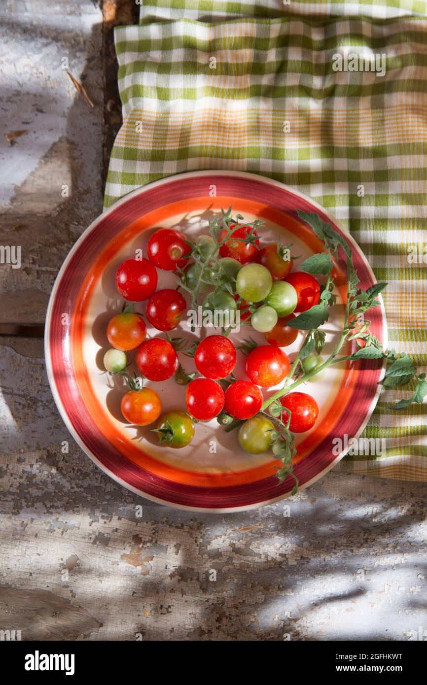 Fresh tomato cherry Bunch of Italian Tuscan cultivation area Stock Photo