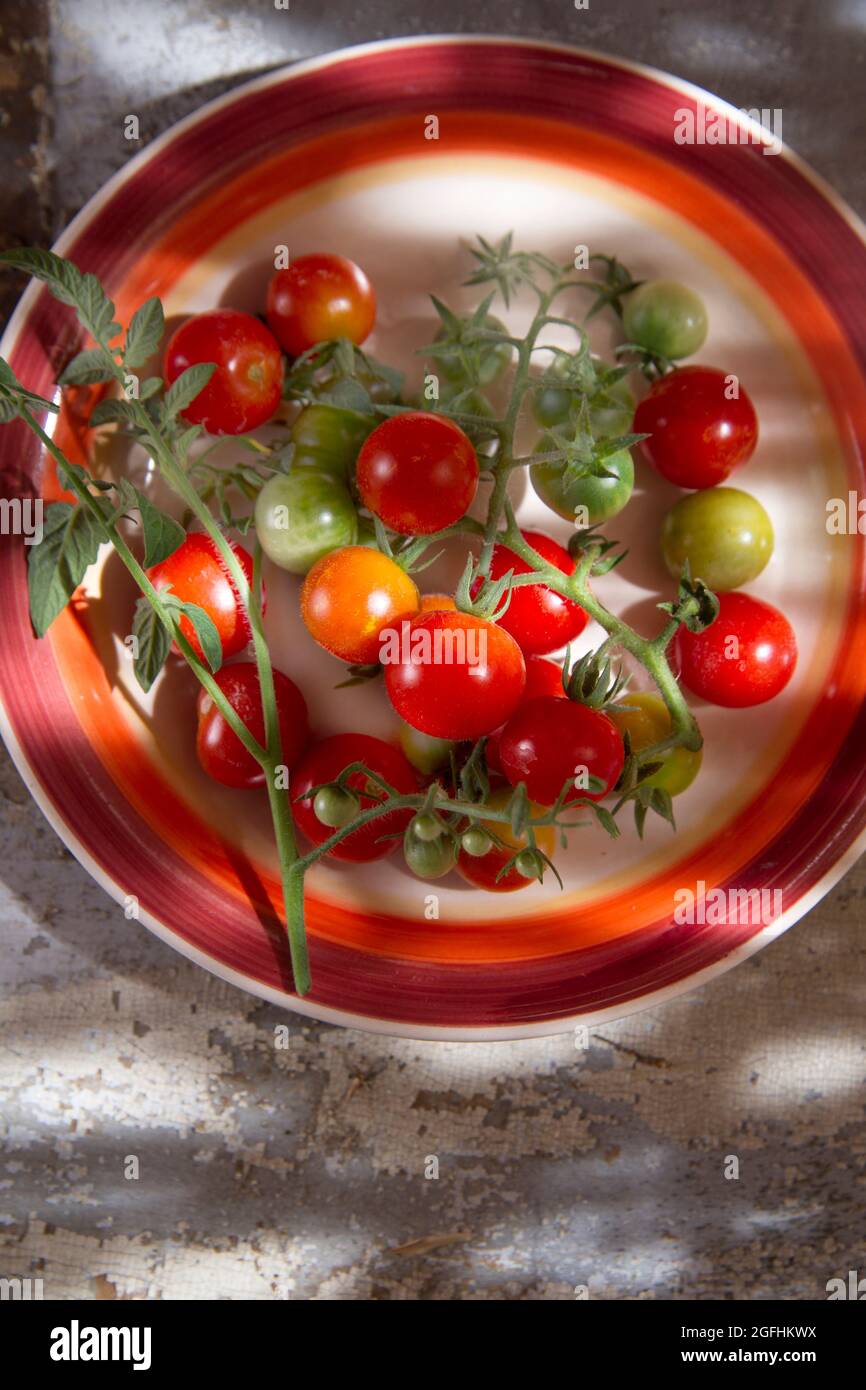 Fresh tomato cherry Bunch of Italian Tuscan cultivation area Stock Photo
