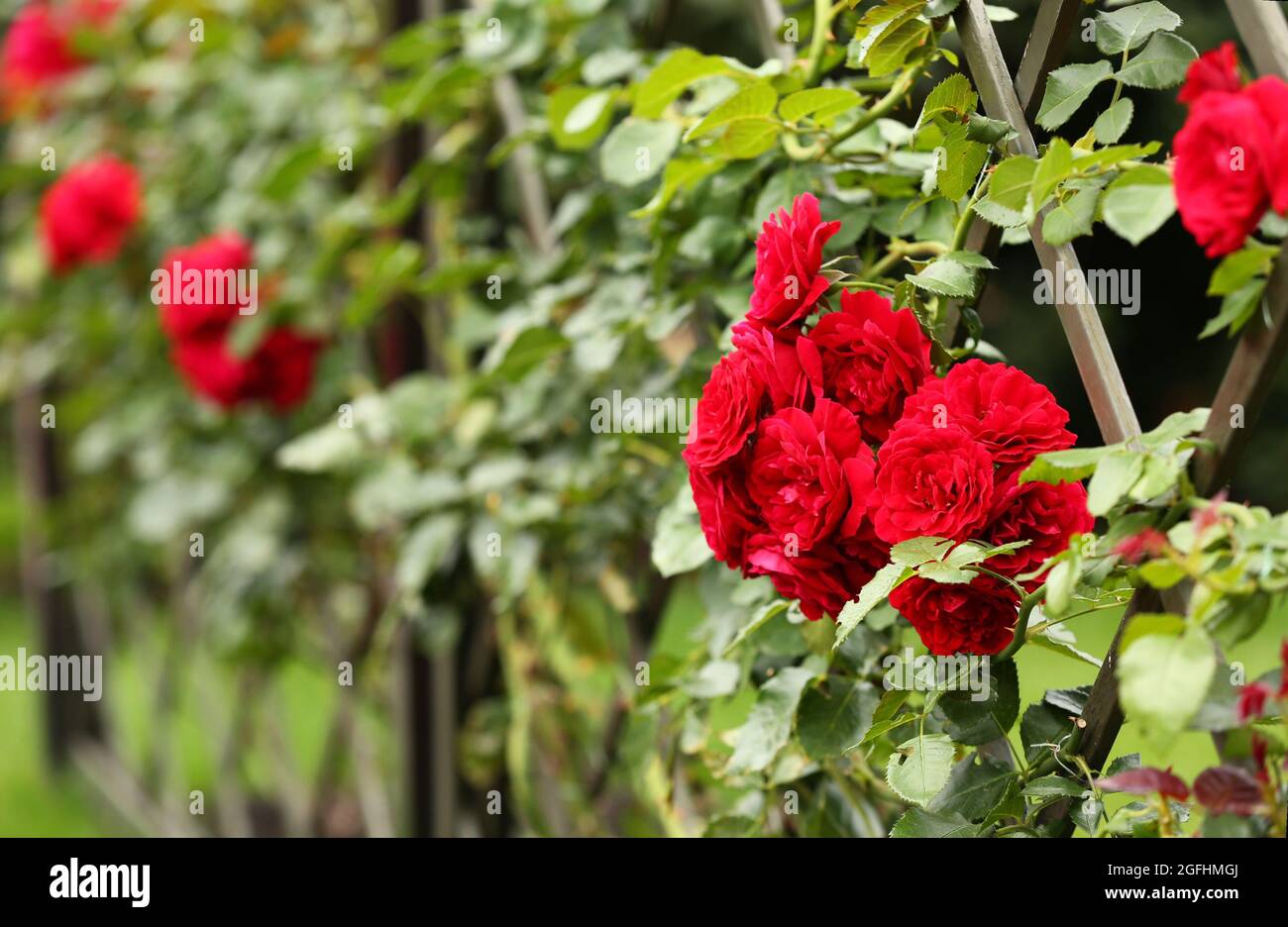 Metal grill with beautiful red roses, close up Stock Photo Alamy