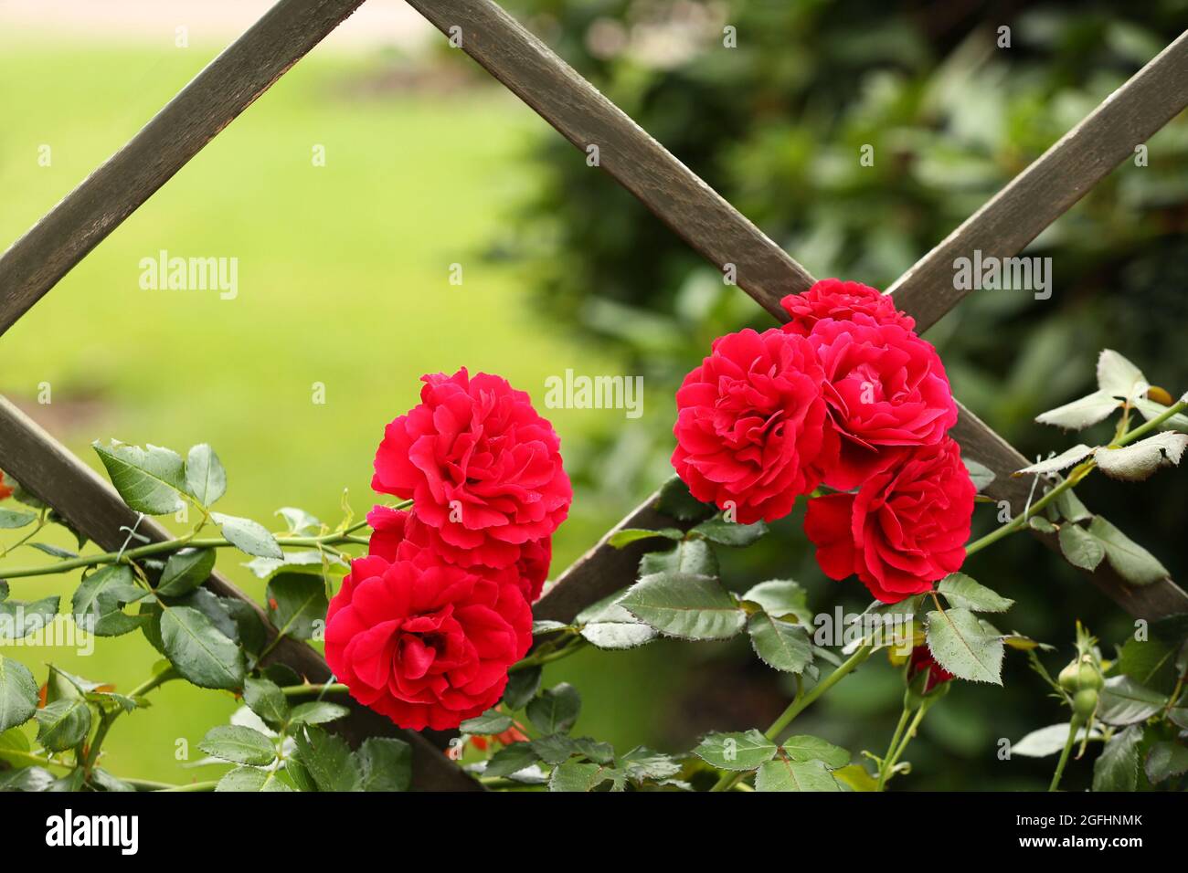 Wooden grill with beautiful red roses, close up Stock Photo Alamy
