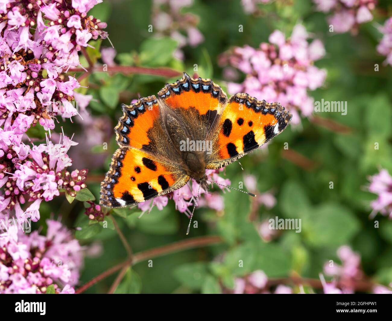 Small tortoiseshell butterfly feeding on oregano flowers Stock Photo
