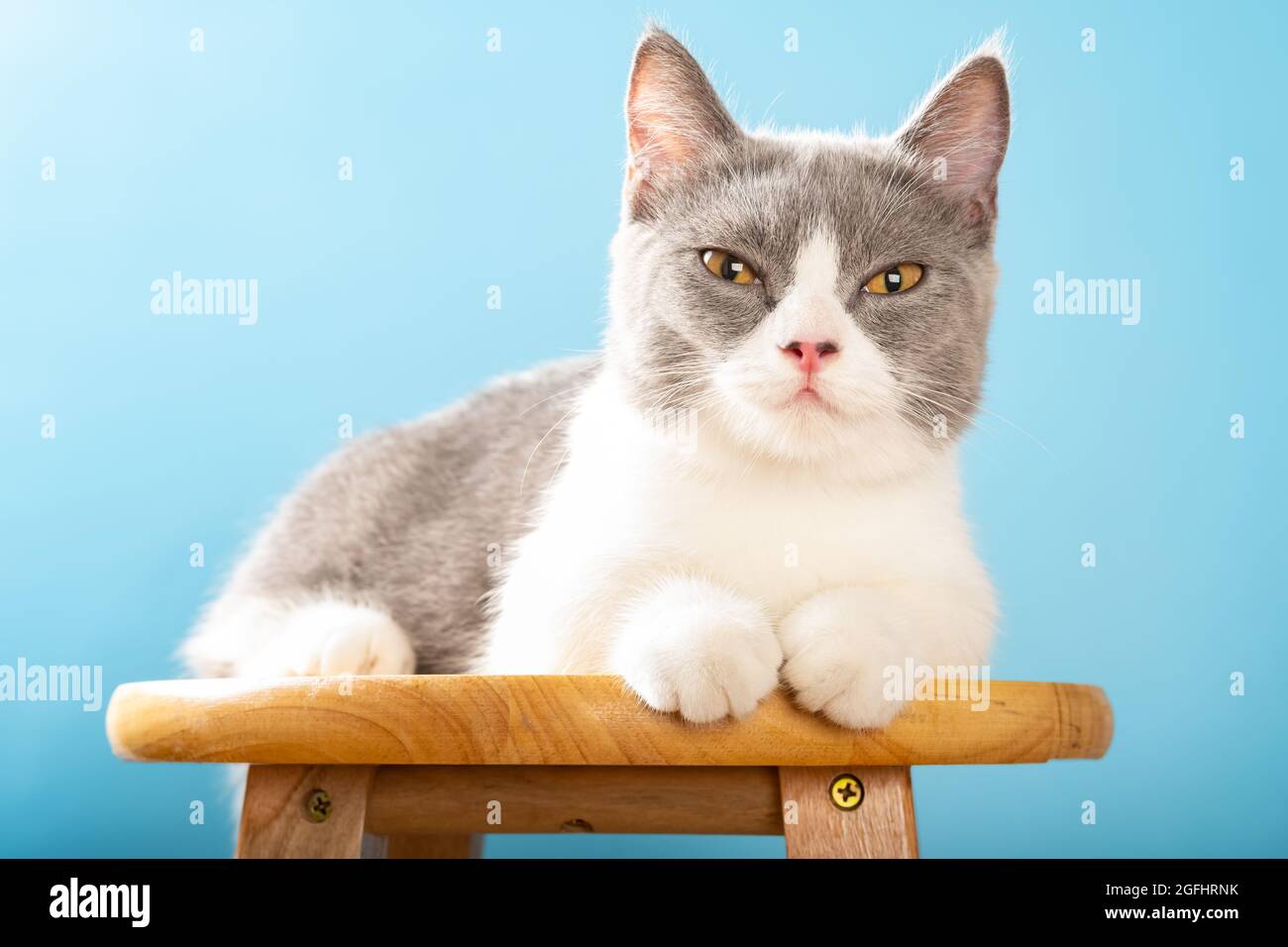 a lovely British shorthair cat laying on a chair and with the eyes semi ...