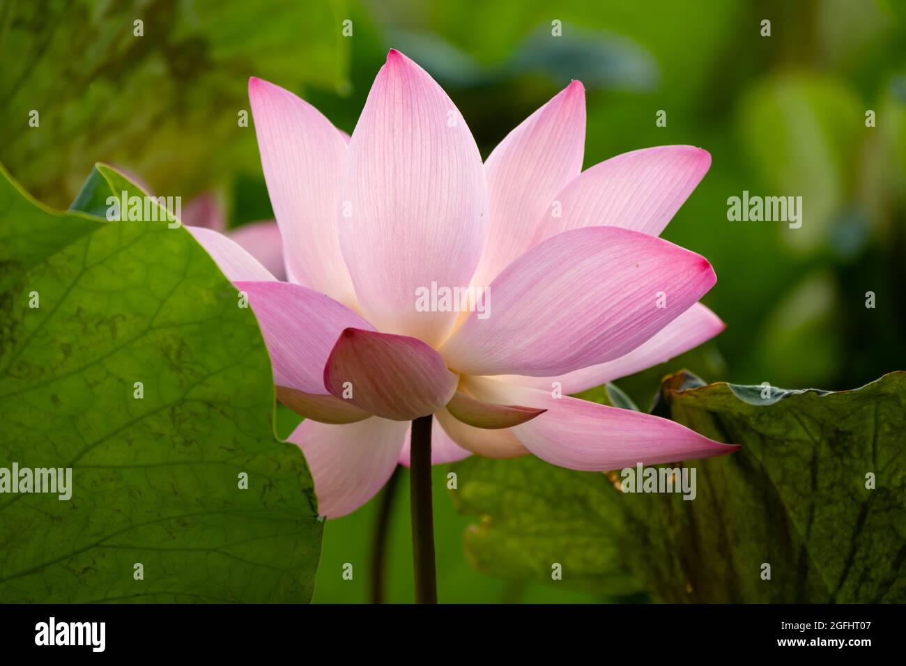blooming lotus flower at horizontal composition Stock Photo Alamy