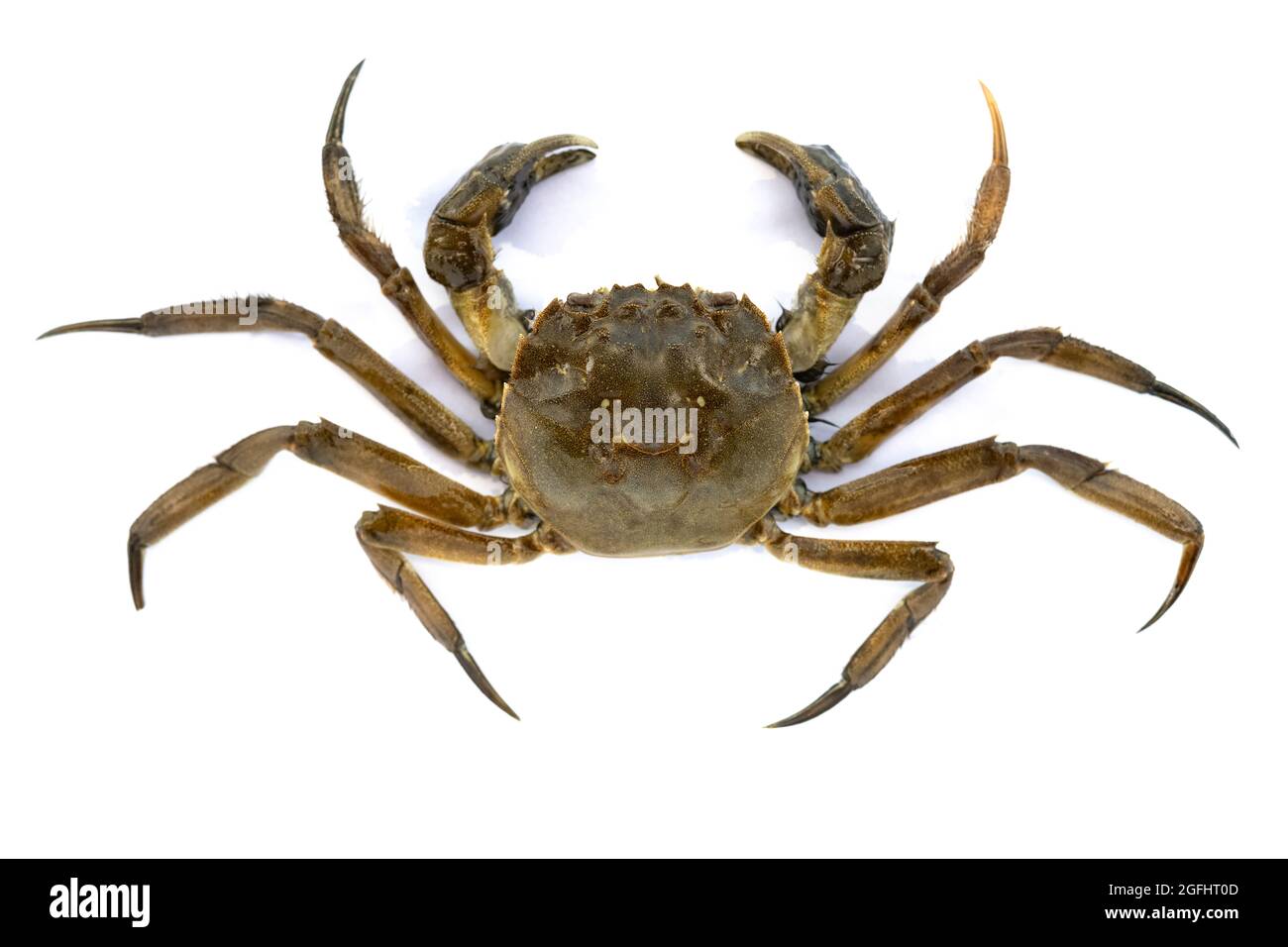 top view dead crab on white background Stock Photo