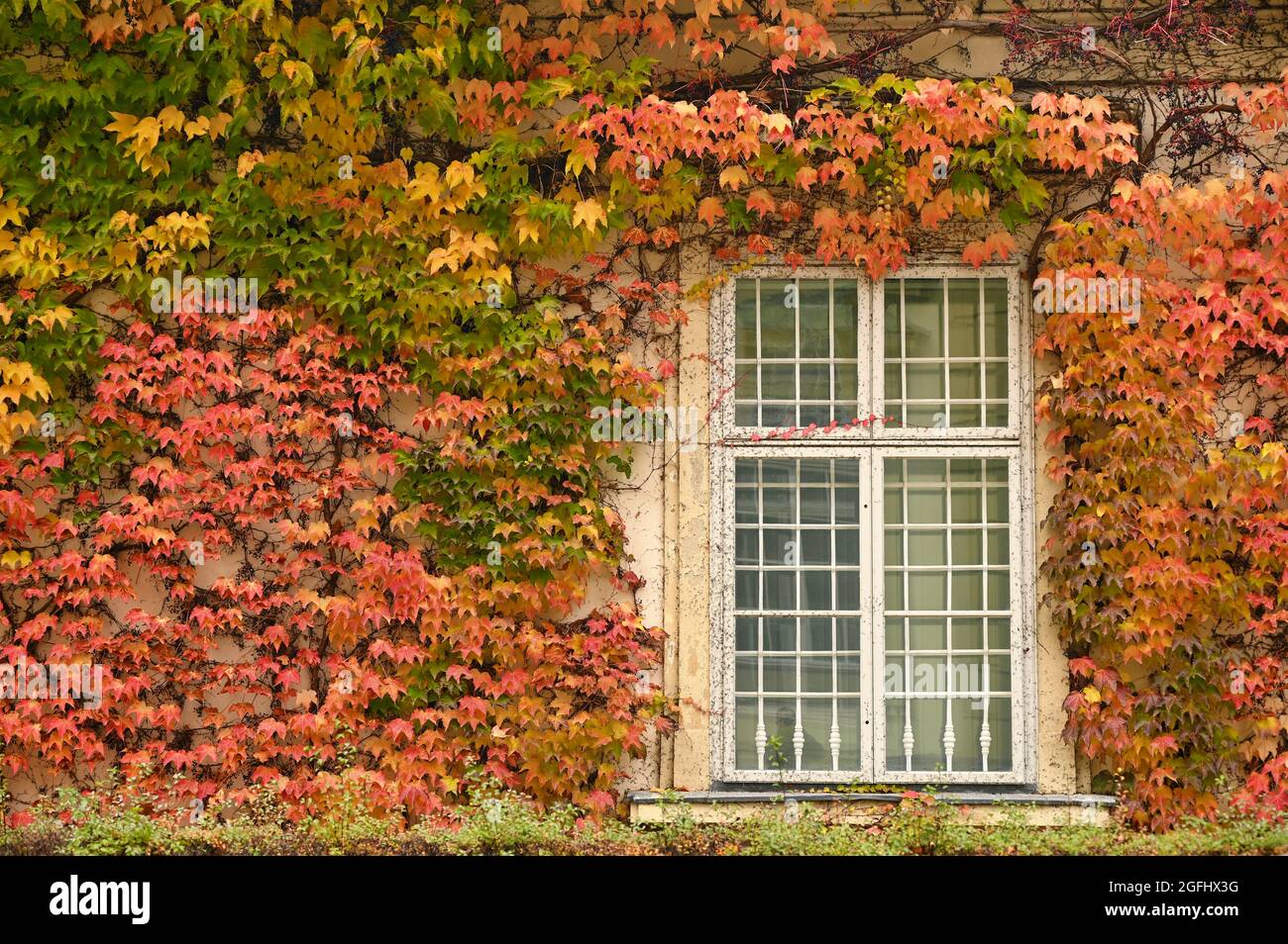 Creeper around window hi-res stock photography and images - Alamy