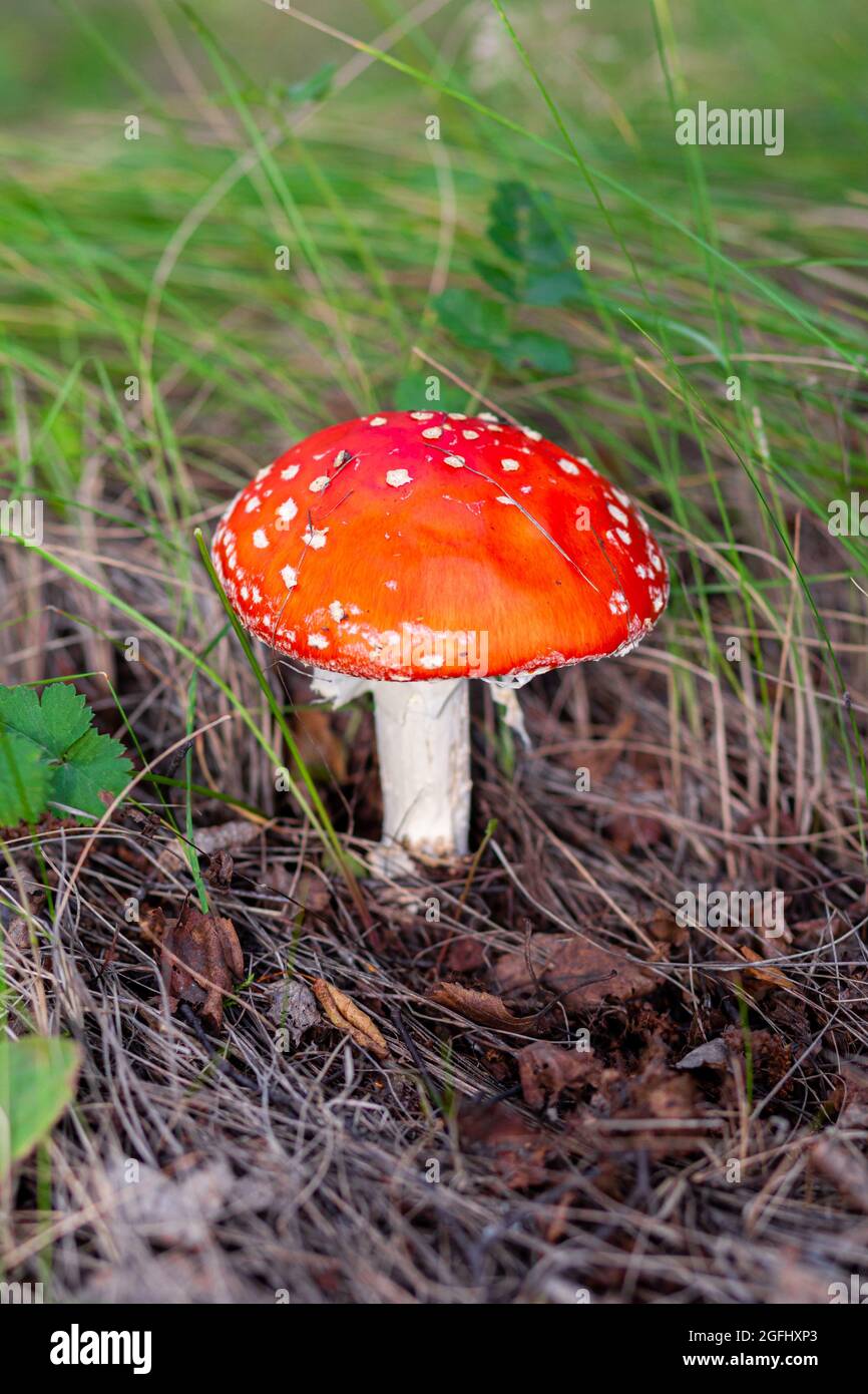 An inedible mushroom is a red fly agaric near a tree close-up.  Stock Photo