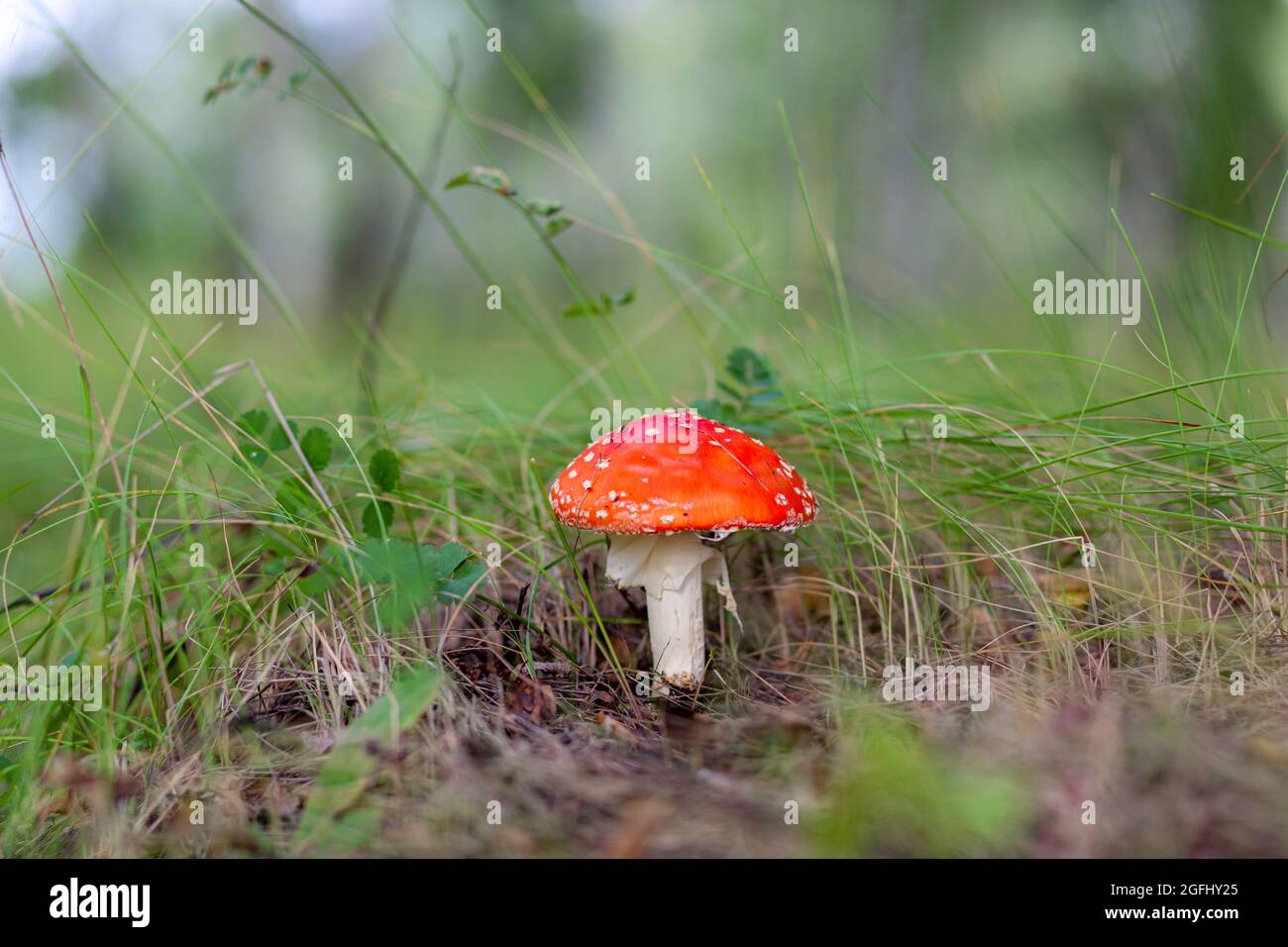 An inedible mushroom is a red fly agaric near a tree close-up.  Stock Photo
