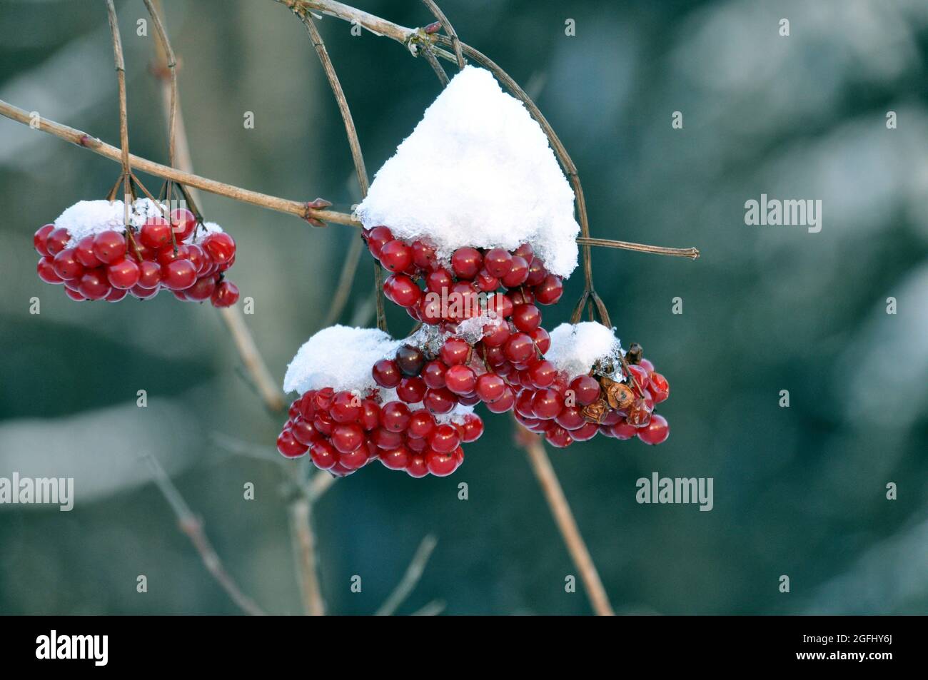 rote Beeren der Eberesche mit Schnee Stock Photo - Alamy