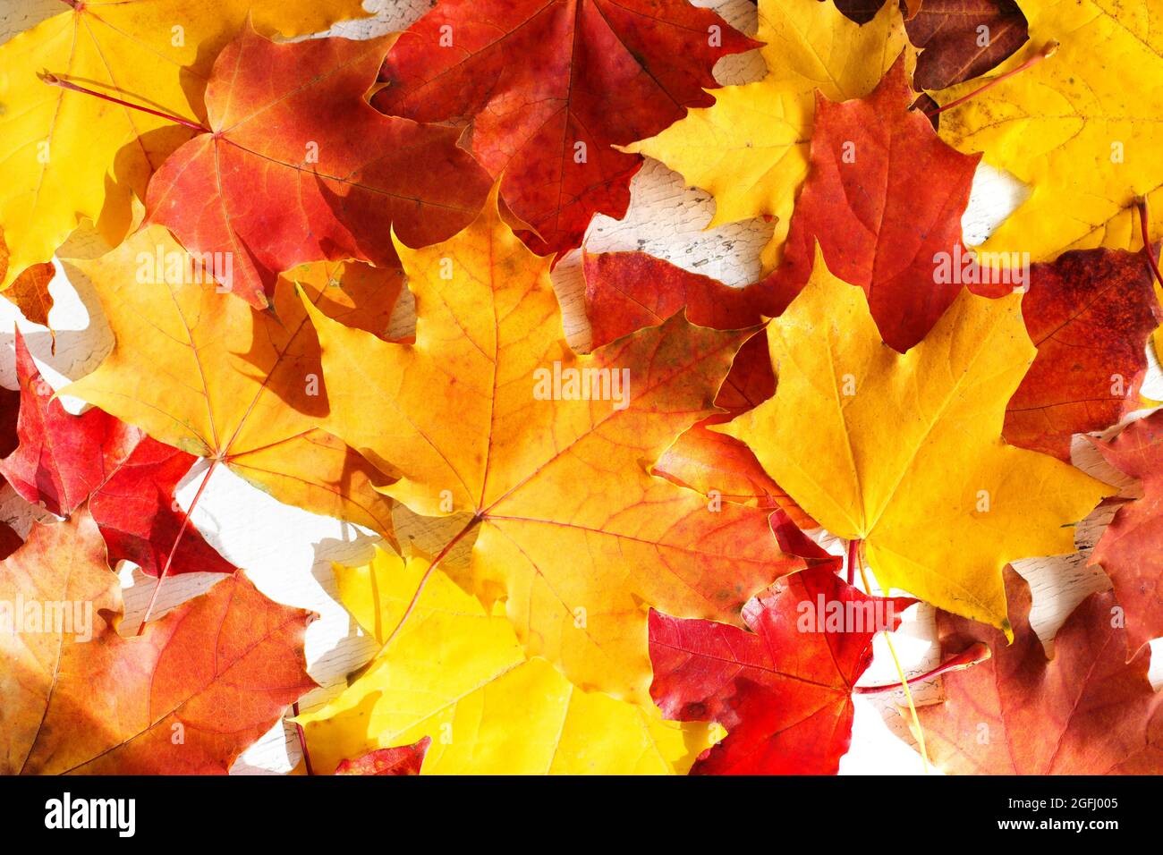 Background purple maple leaf hi-res stock photography and images - Alamy